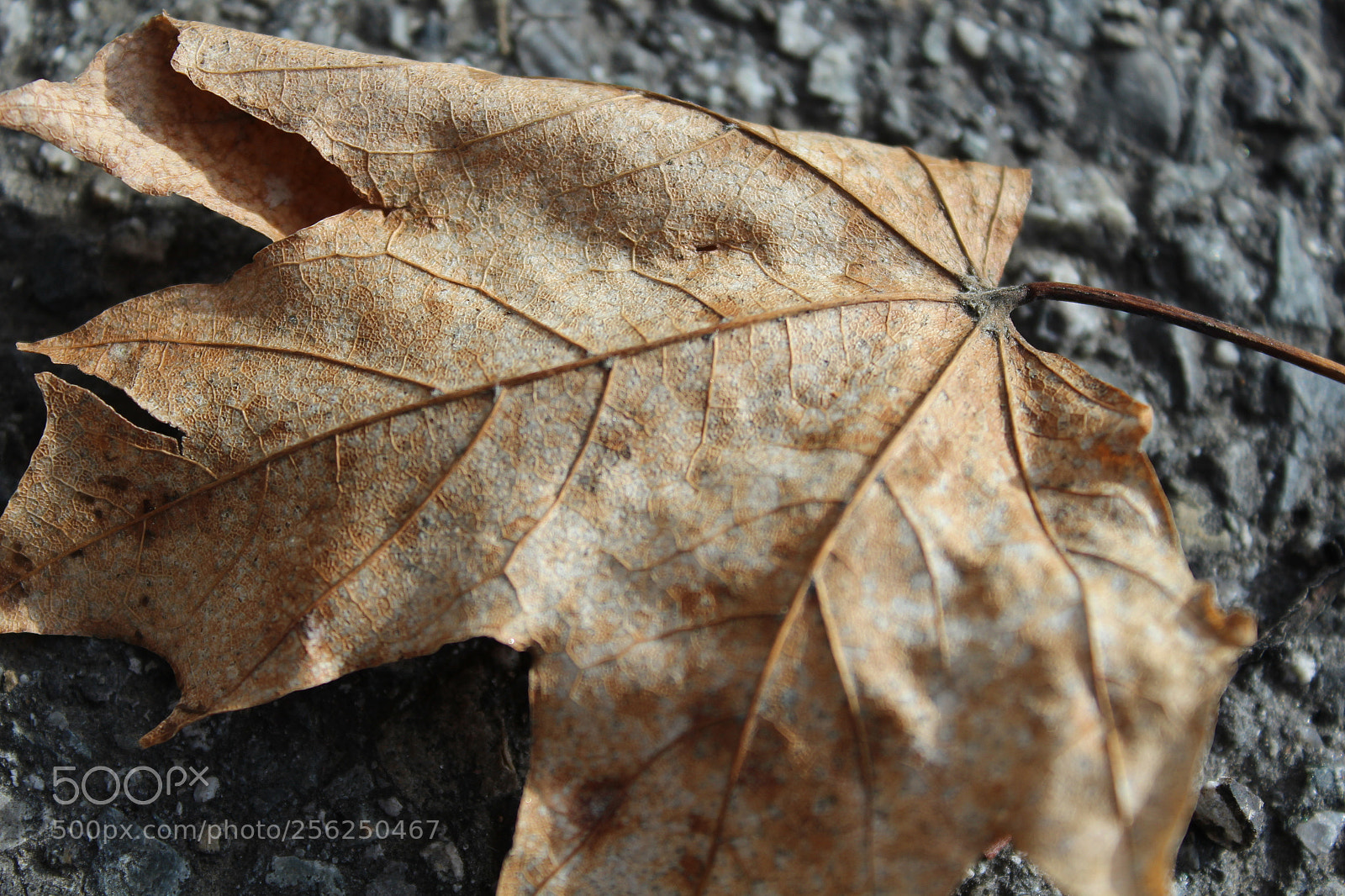 Canon EOS 1200D (EOS Rebel T5 / EOS Kiss X70 / EOS Hi) sample photo. Fall photography
