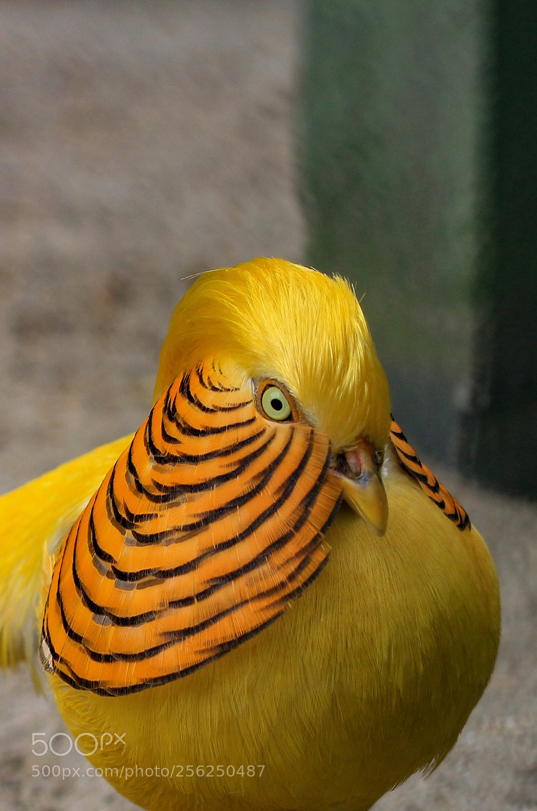 Canon EOS 650D (EOS Rebel T4i / EOS Kiss X6i) sample photo. Golden pheasant photography