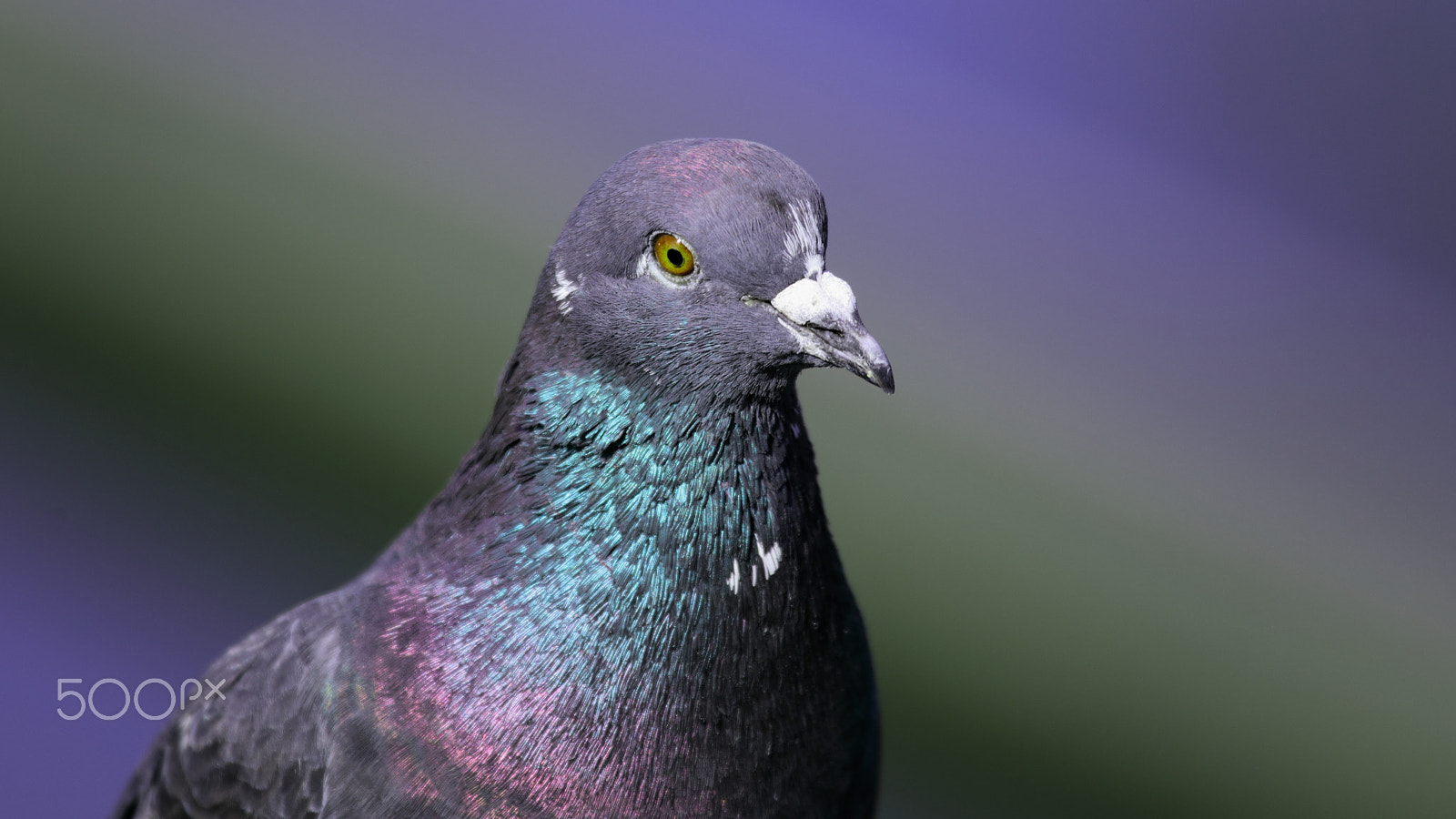 Canon EF 100-400mm F4.5-5.6L IS USM sample photo. Pigeon photography