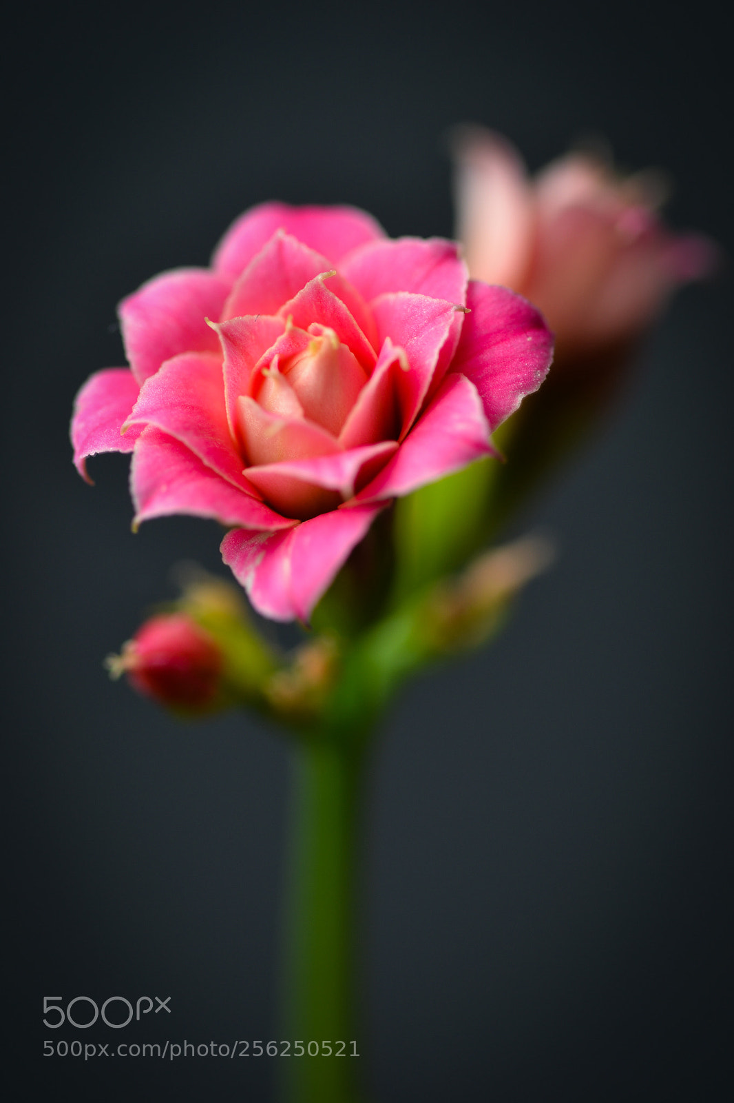 Nikon D3100 sample photo. Pink dream. photography