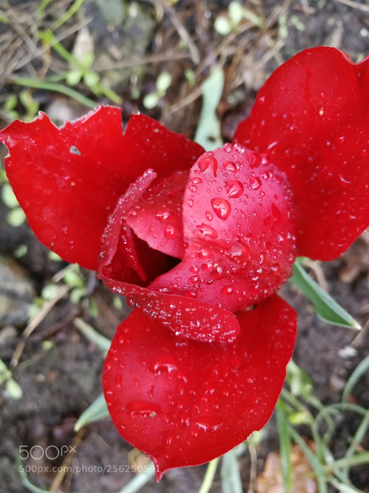 HUAWEI P10 sample photo. Untitled photography