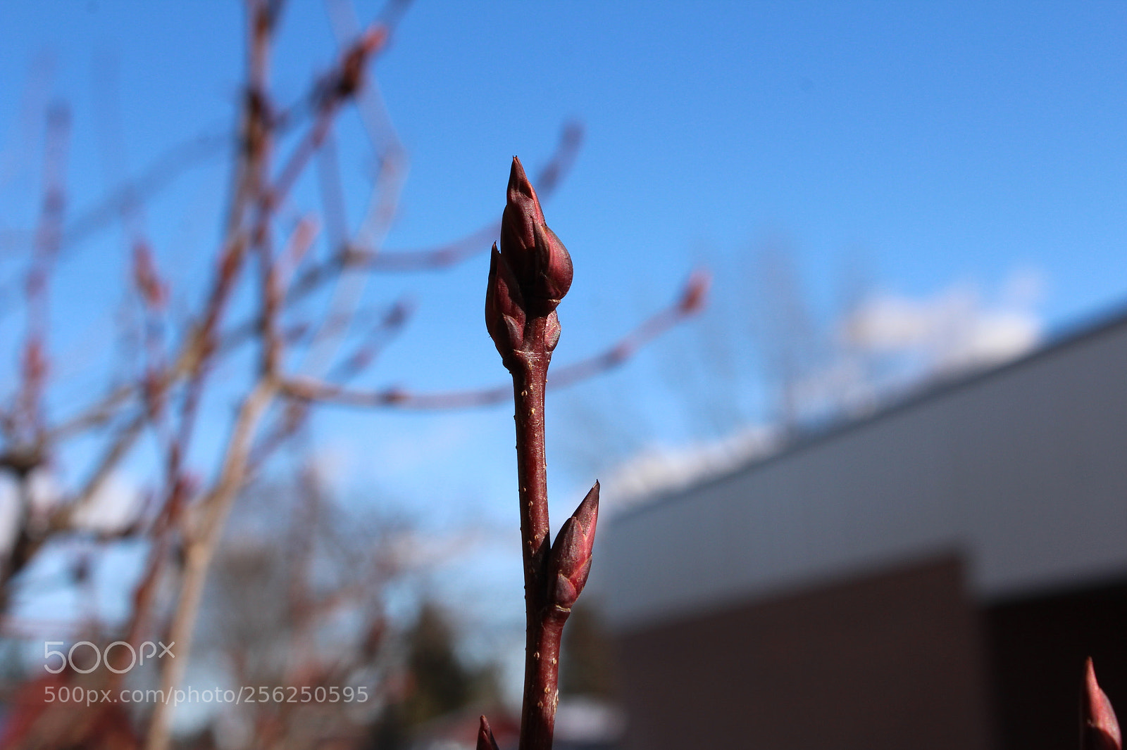 Canon EOS 1200D (EOS Rebel T5 / EOS Kiss X70 / EOS Hi) sample photo. Froze photography