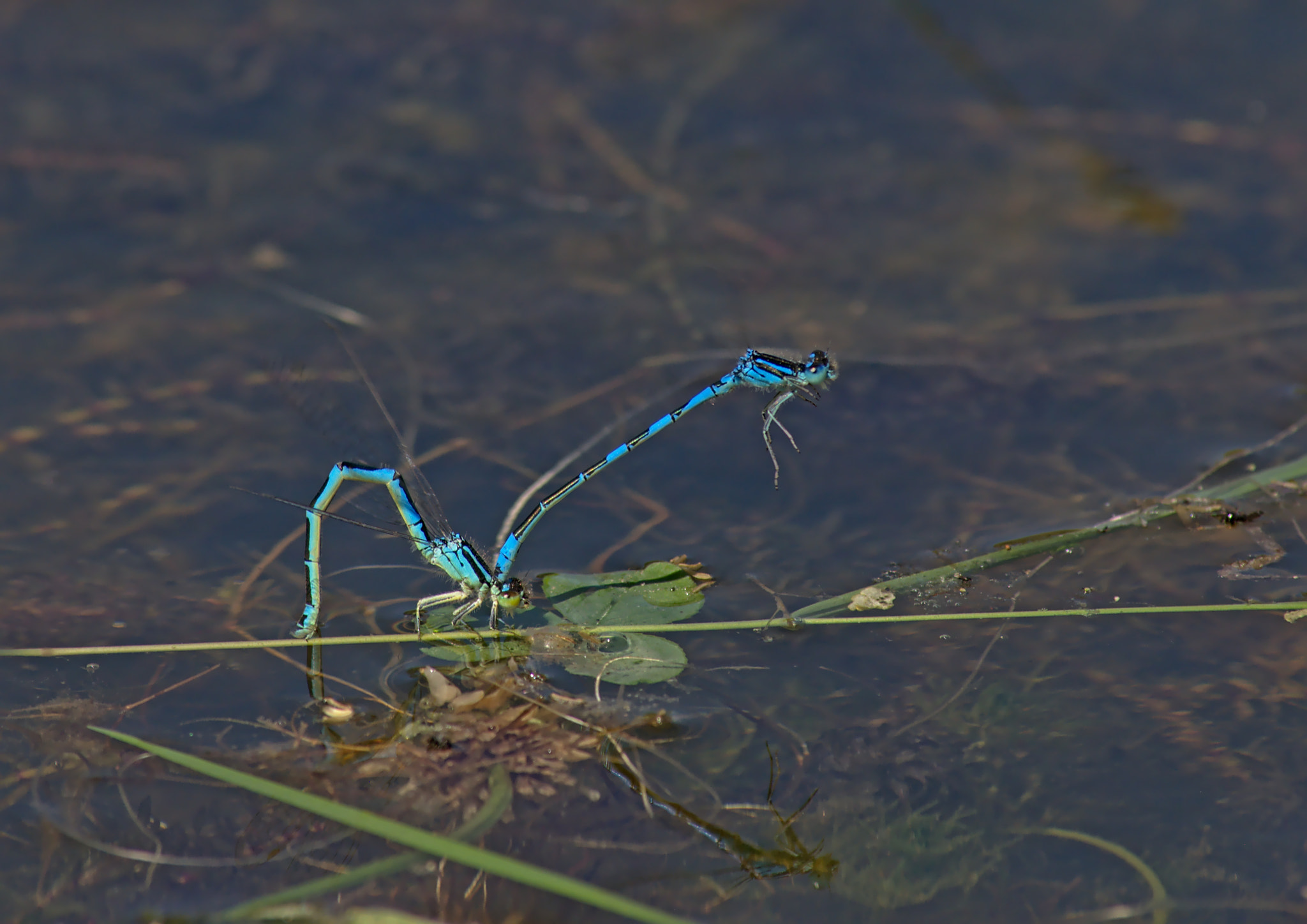 Nikon D5200 sample photo. A pair of blue dragonflies mating photography