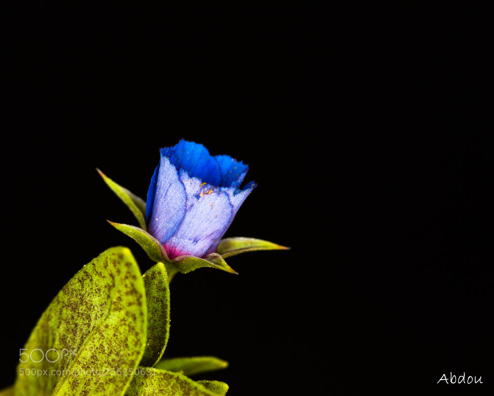 Canon EOS 70D sample photo. Spring photography