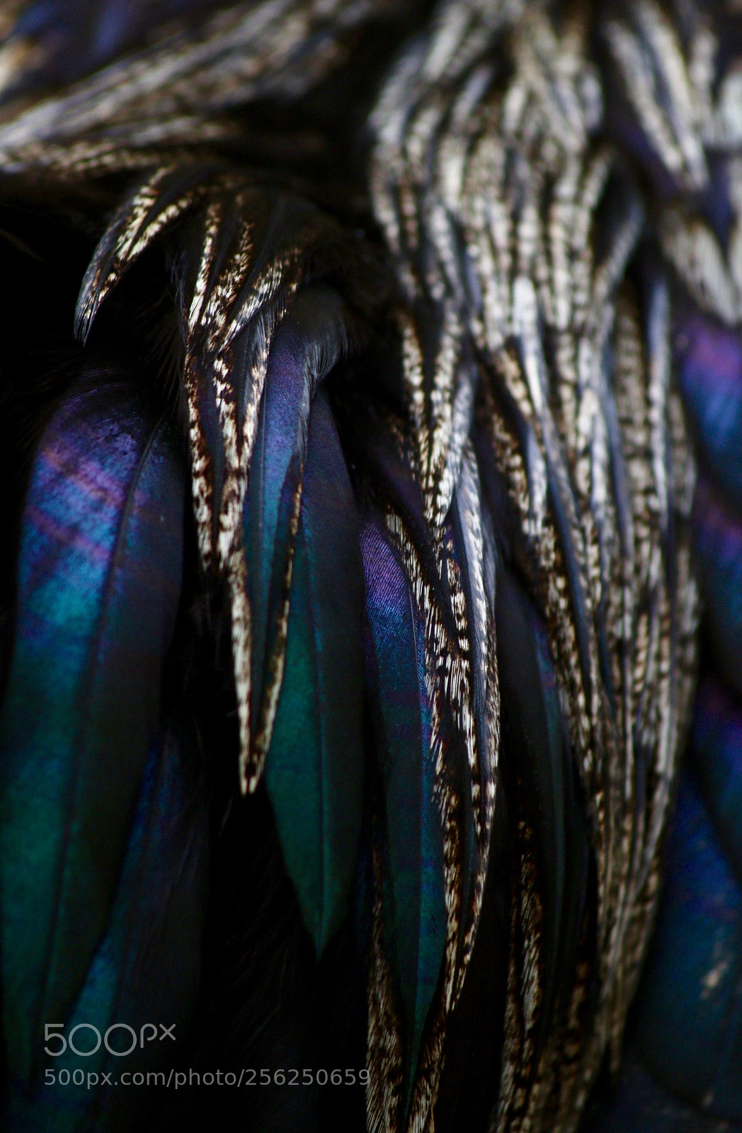 Canon EOS 70D sample photo. Feathers photography