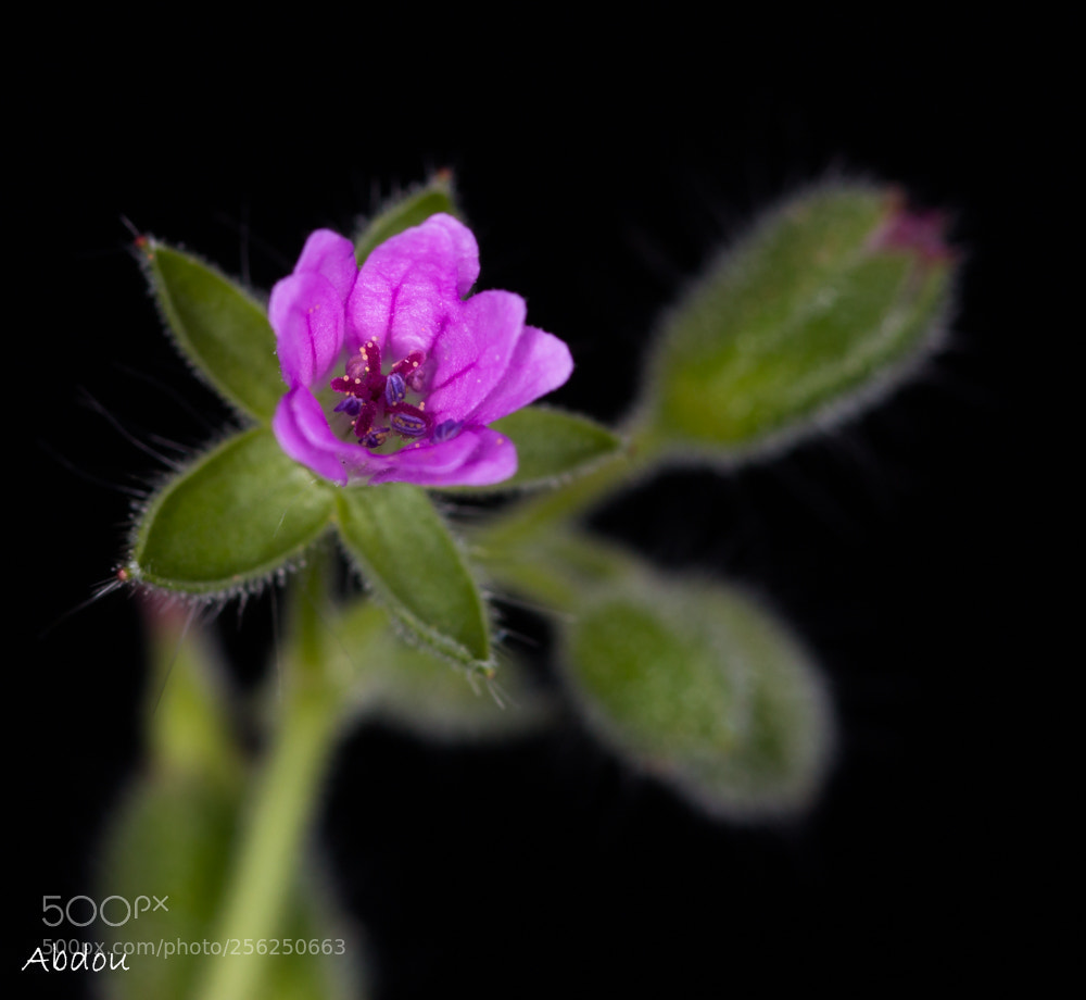 Canon EOS 70D sample photo. Spring photography