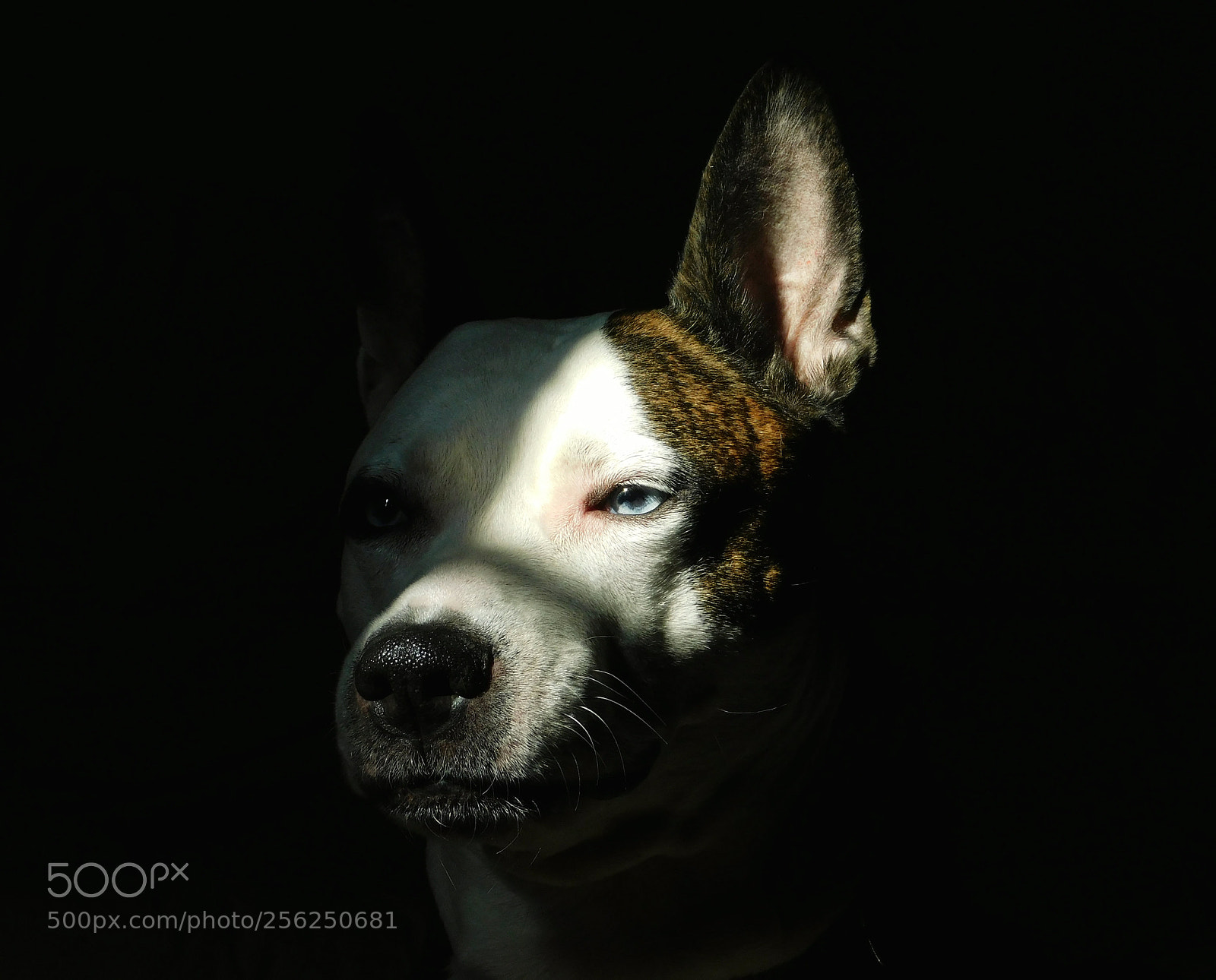 Nikon Coolpix B500 sample photo. Pitbull photography