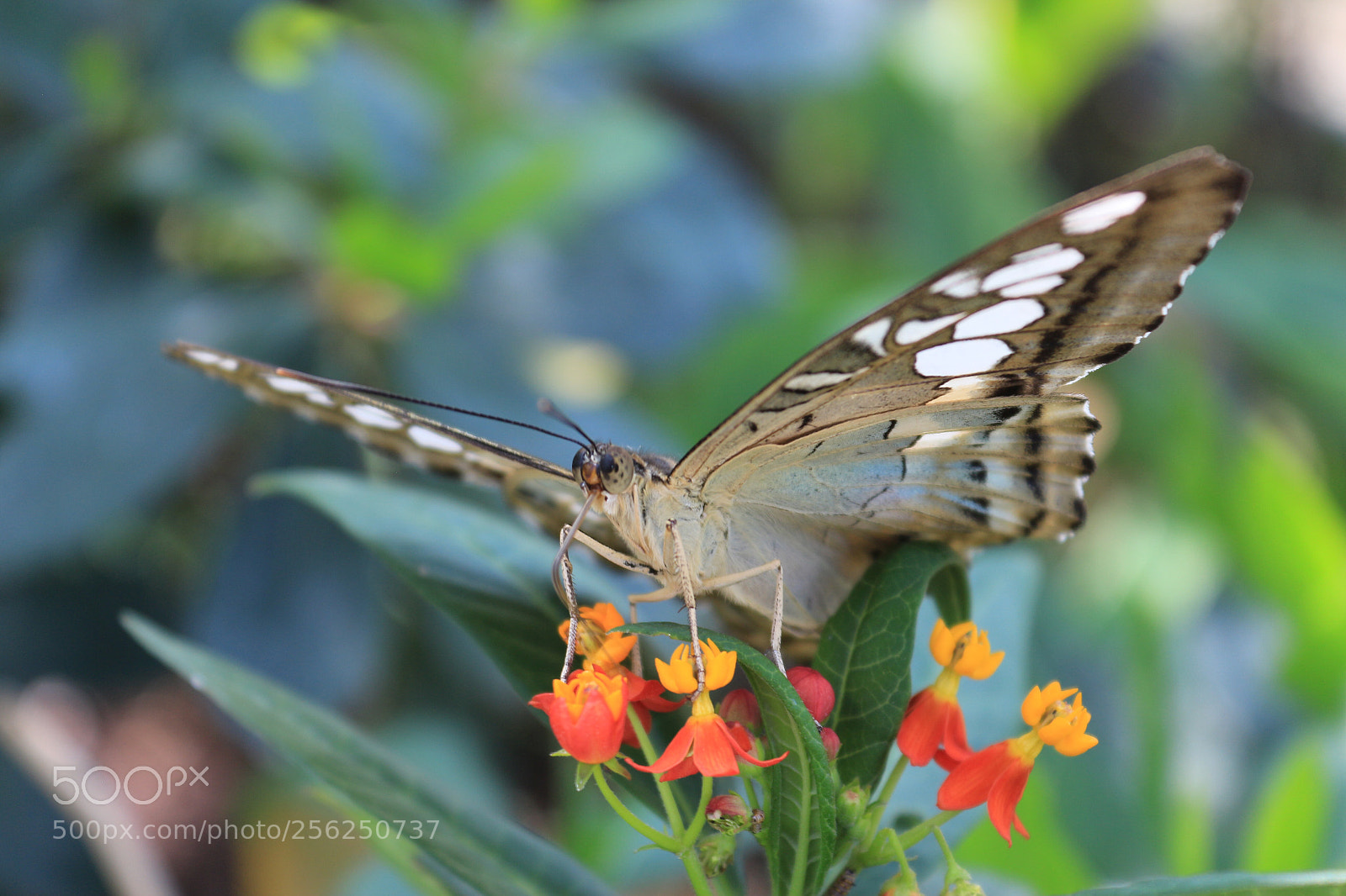 Canon EOS 650D (EOS Rebel T4i / EOS Kiss X6i) sample photo. Butterfly photography