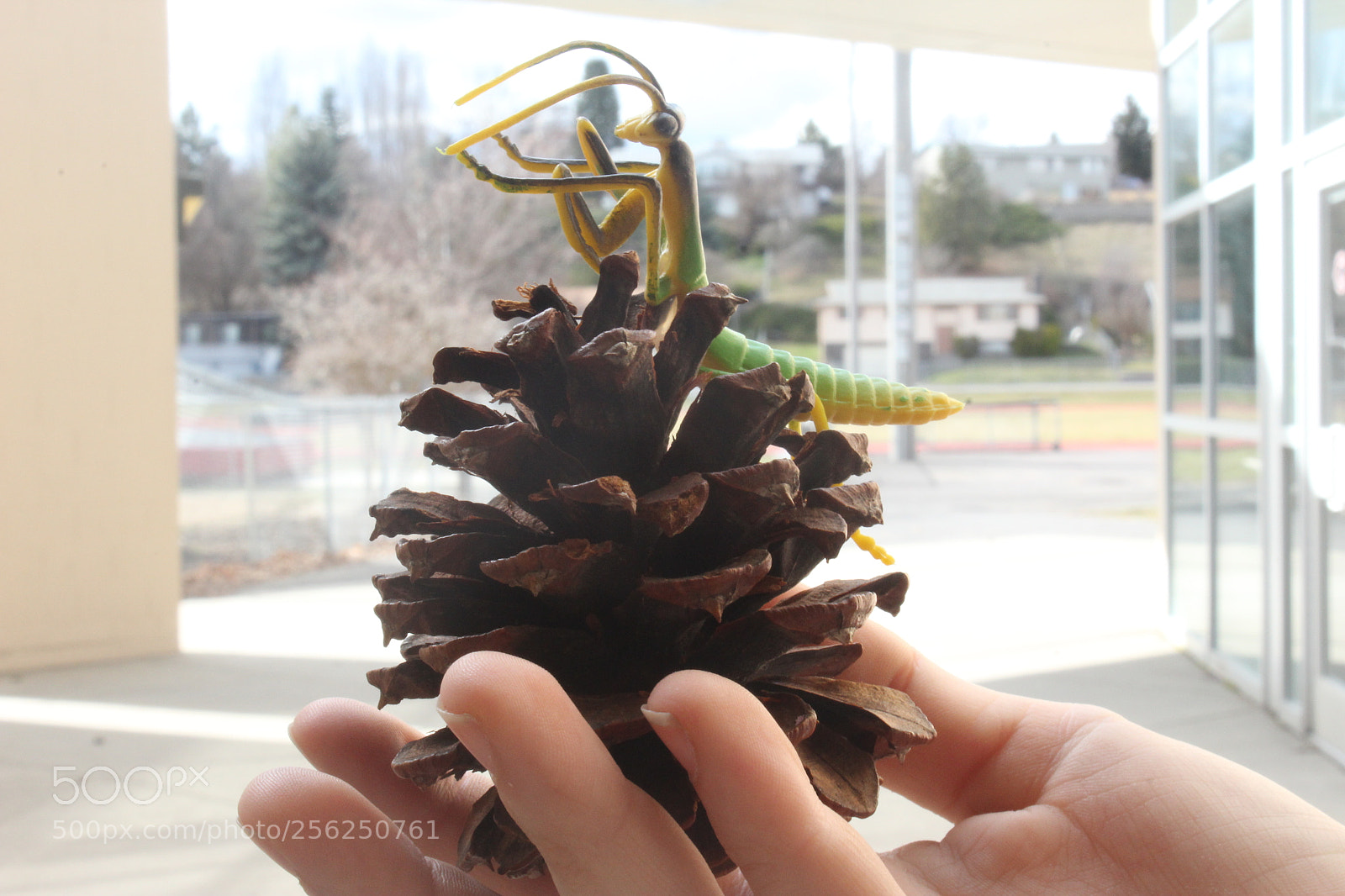 Canon EOS 1200D (EOS Rebel T5 / EOS Kiss X70 / EOS Hi) sample photo. Pinecone home photography