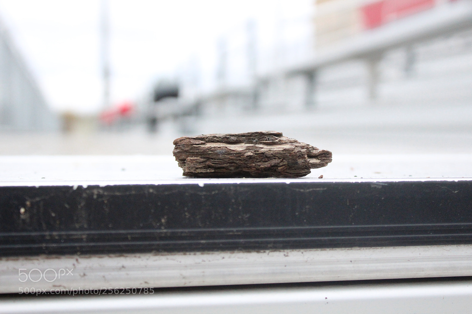 Canon EOS 1200D (EOS Rebel T5 / EOS Kiss X70 / EOS Hi) sample photo. The bark photography
