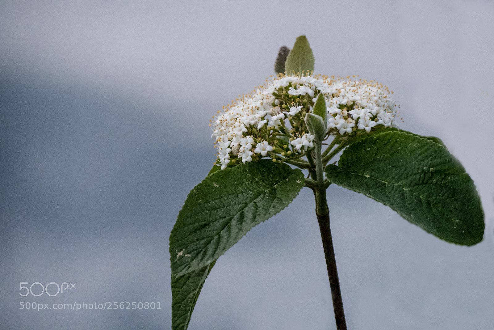 Panasonic DMC-G70 sample photo. White elder photography