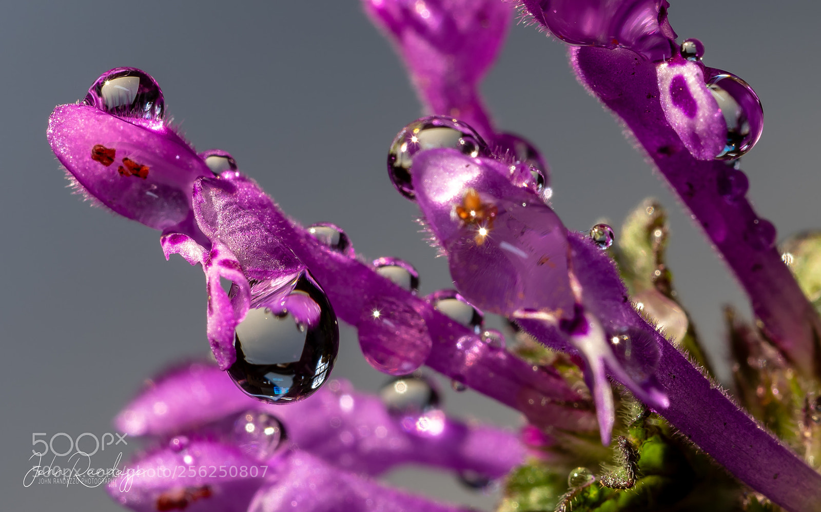 Nikon D810 sample photo. Purple flower droplets photography