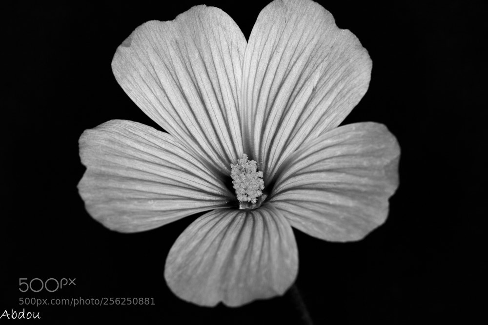 Canon EOS 70D sample photo. Black and white photography