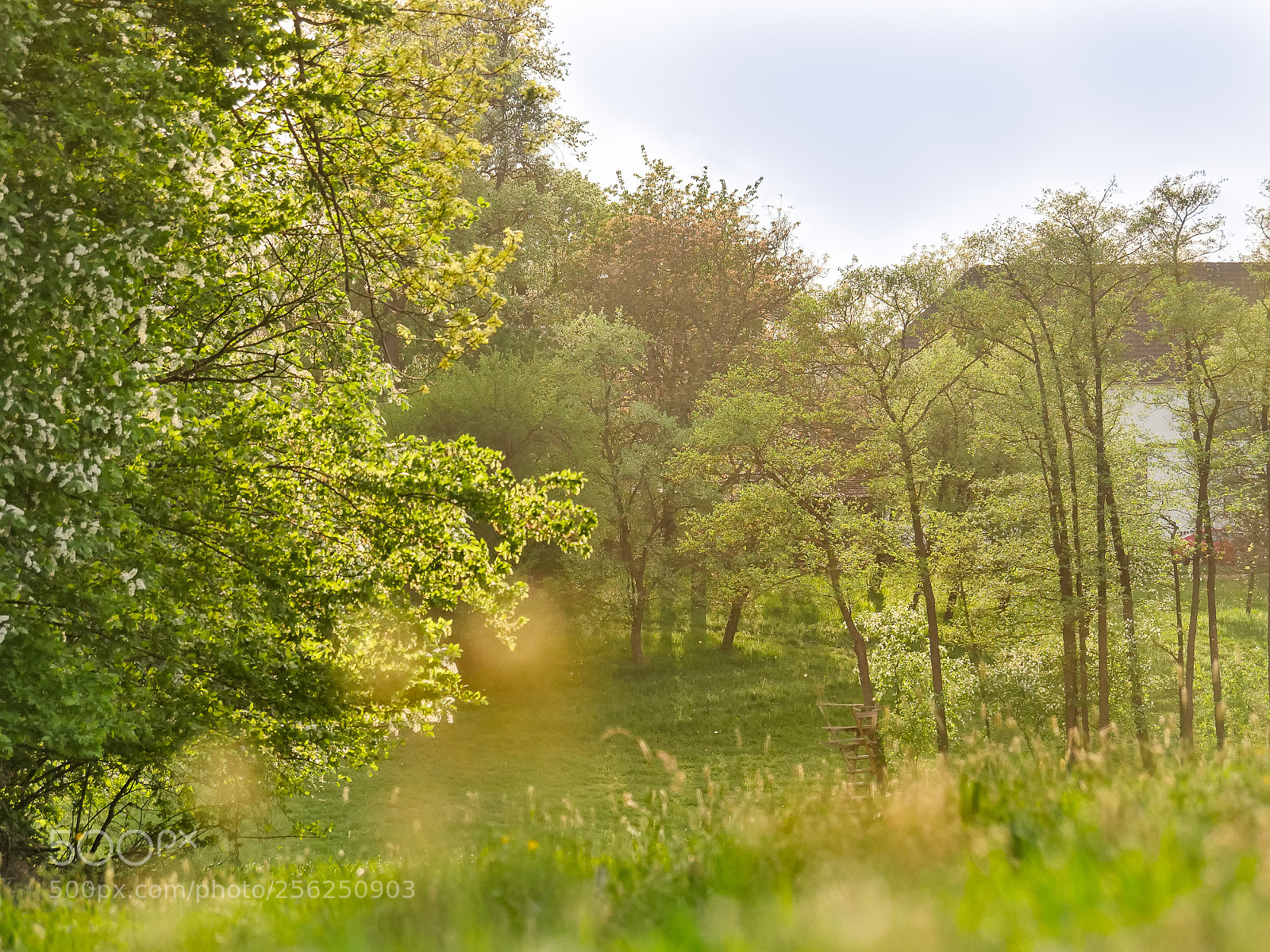 Panasonic Lumix DMC-GH4 sample photo. Abendsonne photography