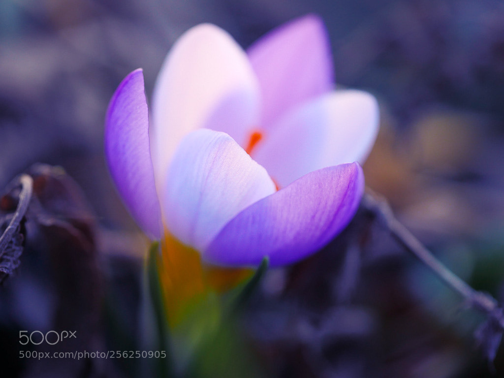 Panasonic Lumix DMC-GH4 sample photo. Krokus photography