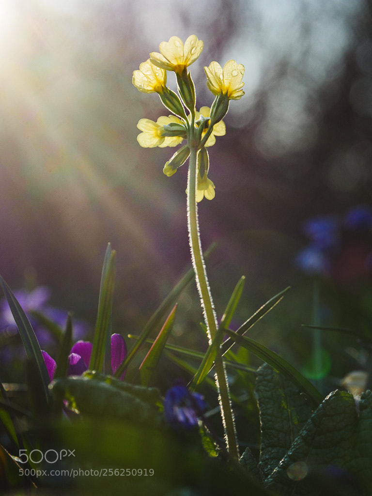 Panasonic Lumix DMC-GH4 sample photo. Himmelschlüsschen photography