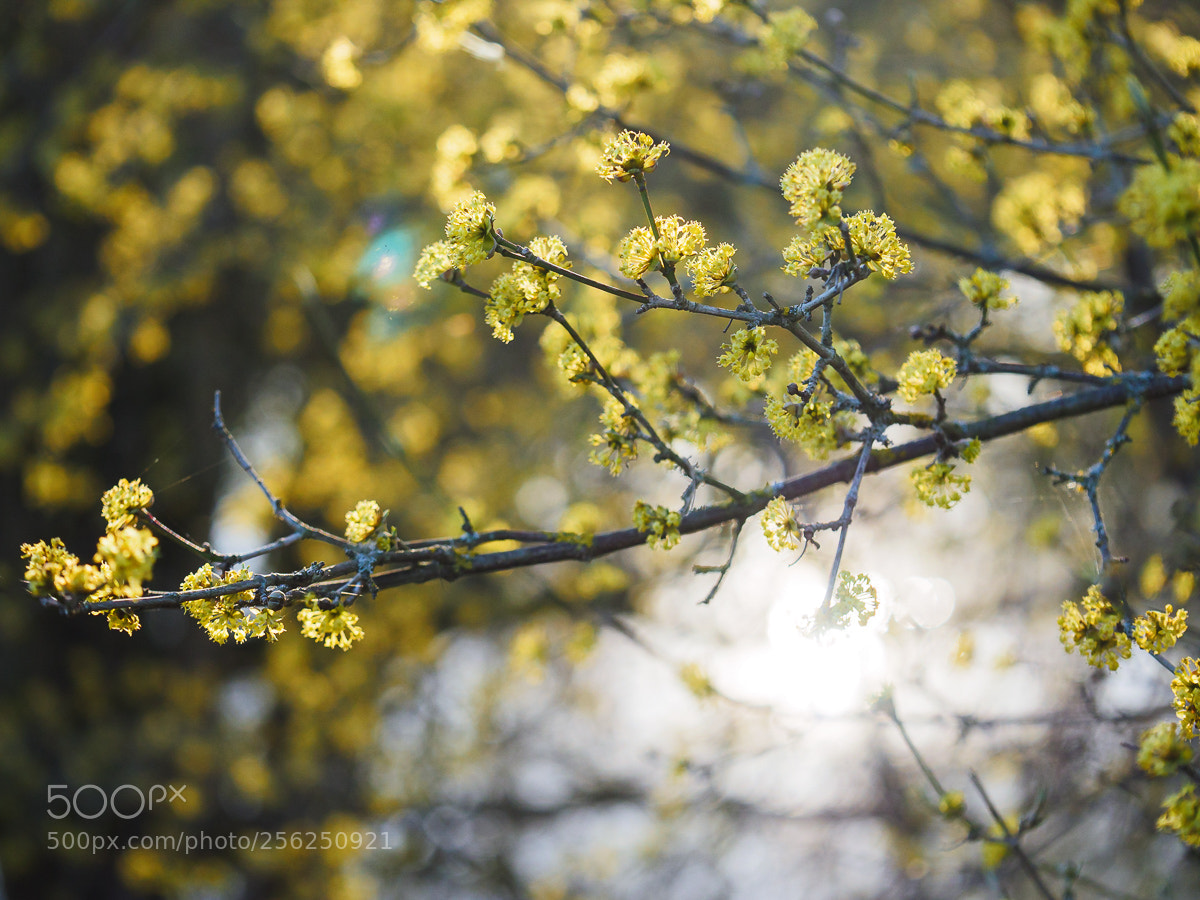Panasonic Lumix DMC-GH4 sample photo. Bl ten in der photography
