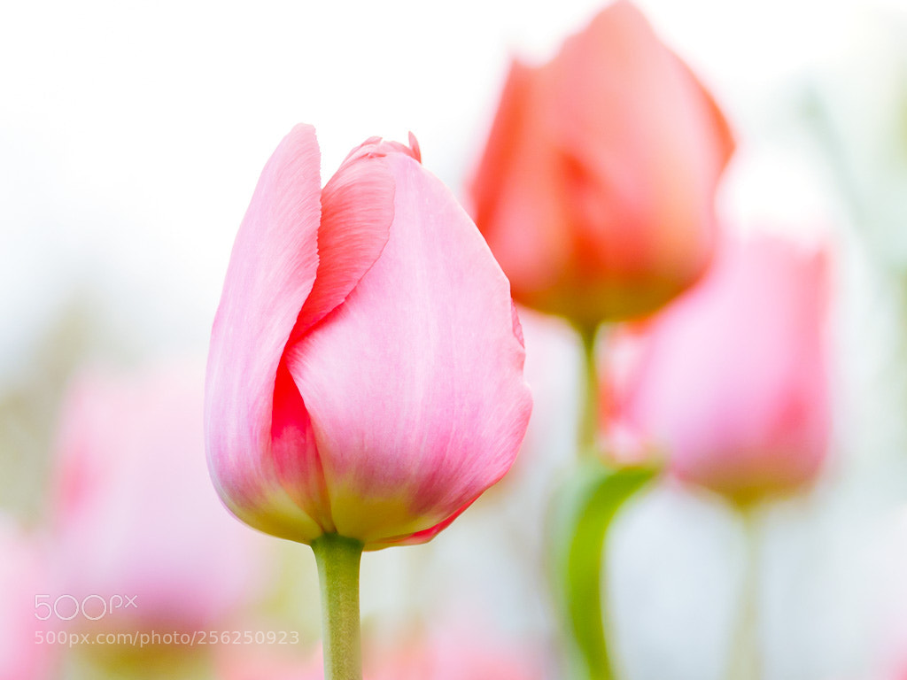 Panasonic Lumix DMC-GH4 sample photo. Tulpengarten photography