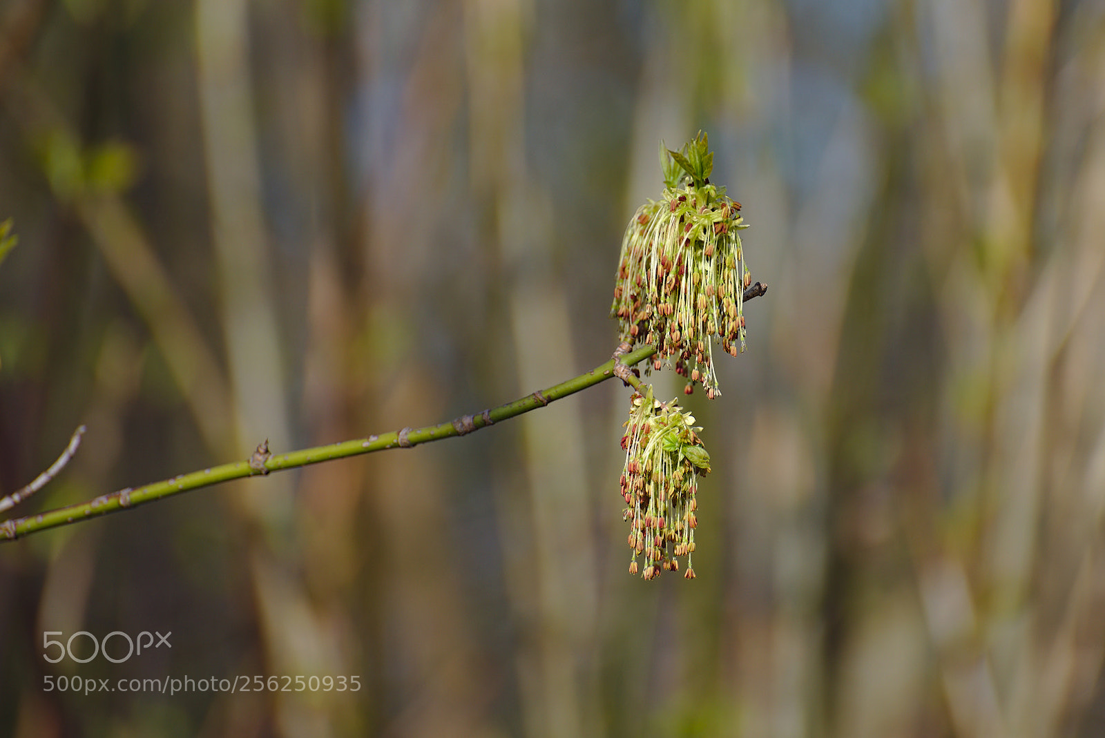 Nikon D750 sample photo. ... photography