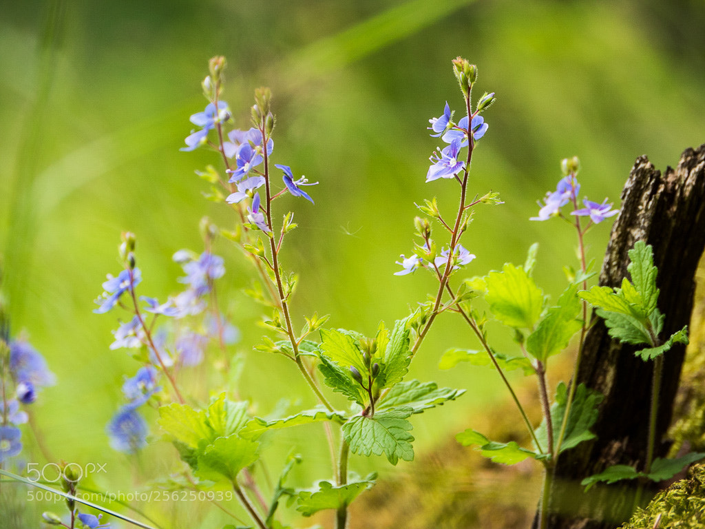 Panasonic Lumix DMC-GH4 sample photo. Blüten im wald photography