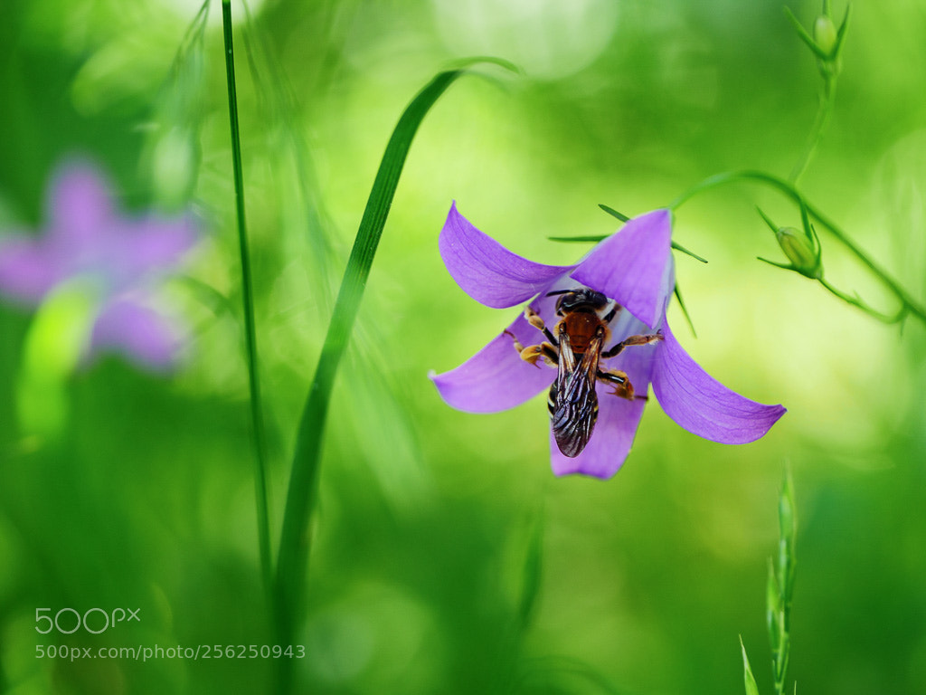 Panasonic Lumix DMC-GH4 sample photo. Fleißiges bienchen photography