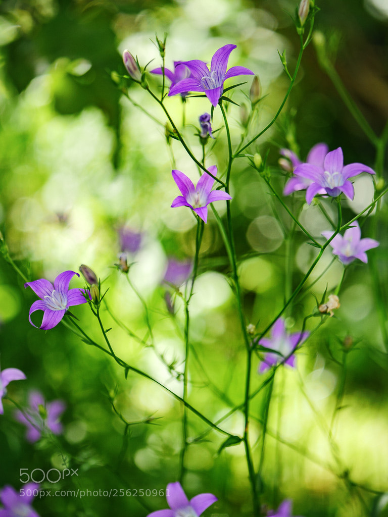 Panasonic Lumix DMC-GH4 sample photo. Garden flowers photography