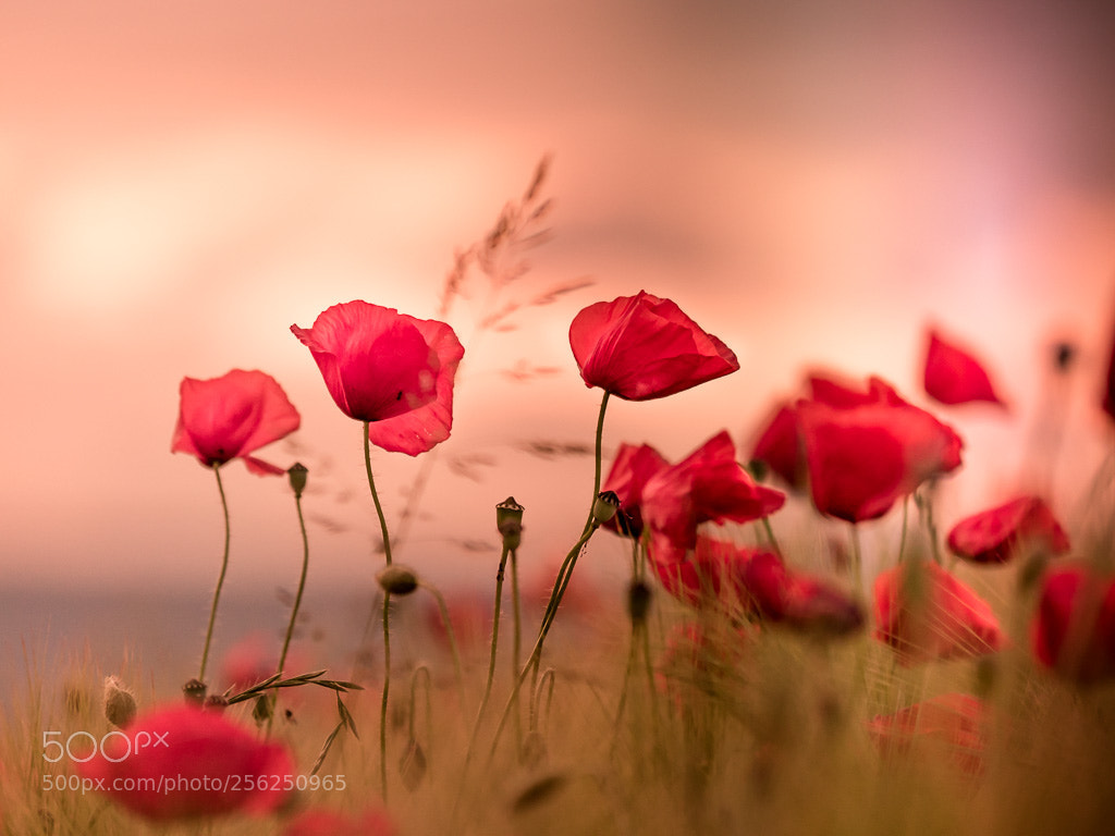 Panasonic Lumix DMC-GH4 sample photo. Poppies photography