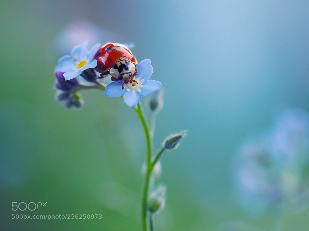Panasonic Lumix DMC-GH4 sample photo. Forget-me-not and ladybug photography