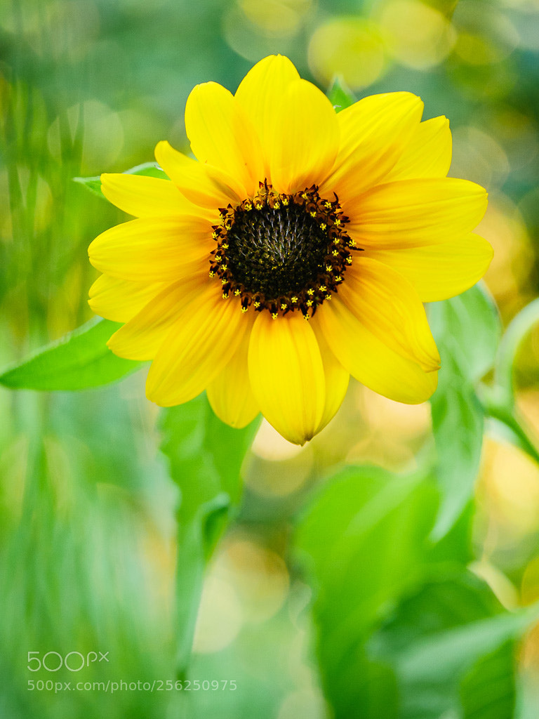 Panasonic Lumix DMC-GH4 sample photo. Sunflower photography