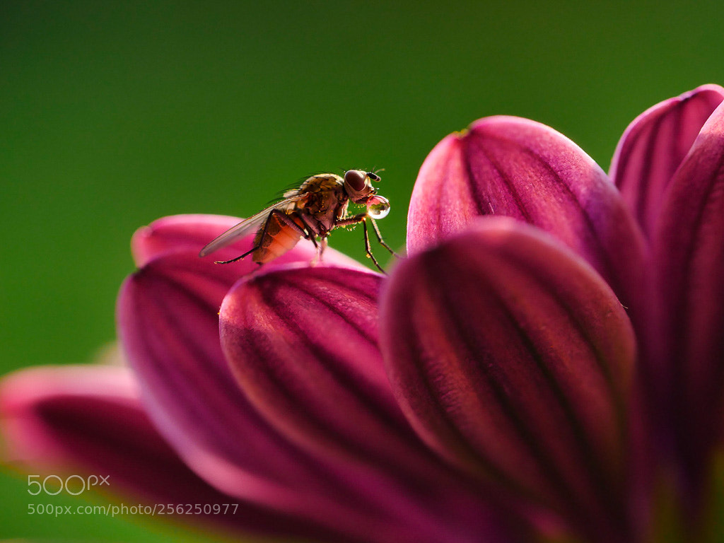 Panasonic Lumix DMC-GH4 sample photo. Watertrop and little fly photography