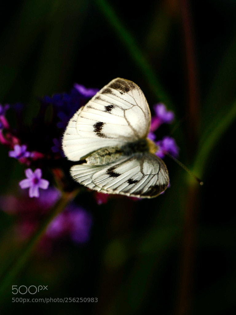 Panasonic Lumix DMC-GH4 sample photo. White butterfly photography
