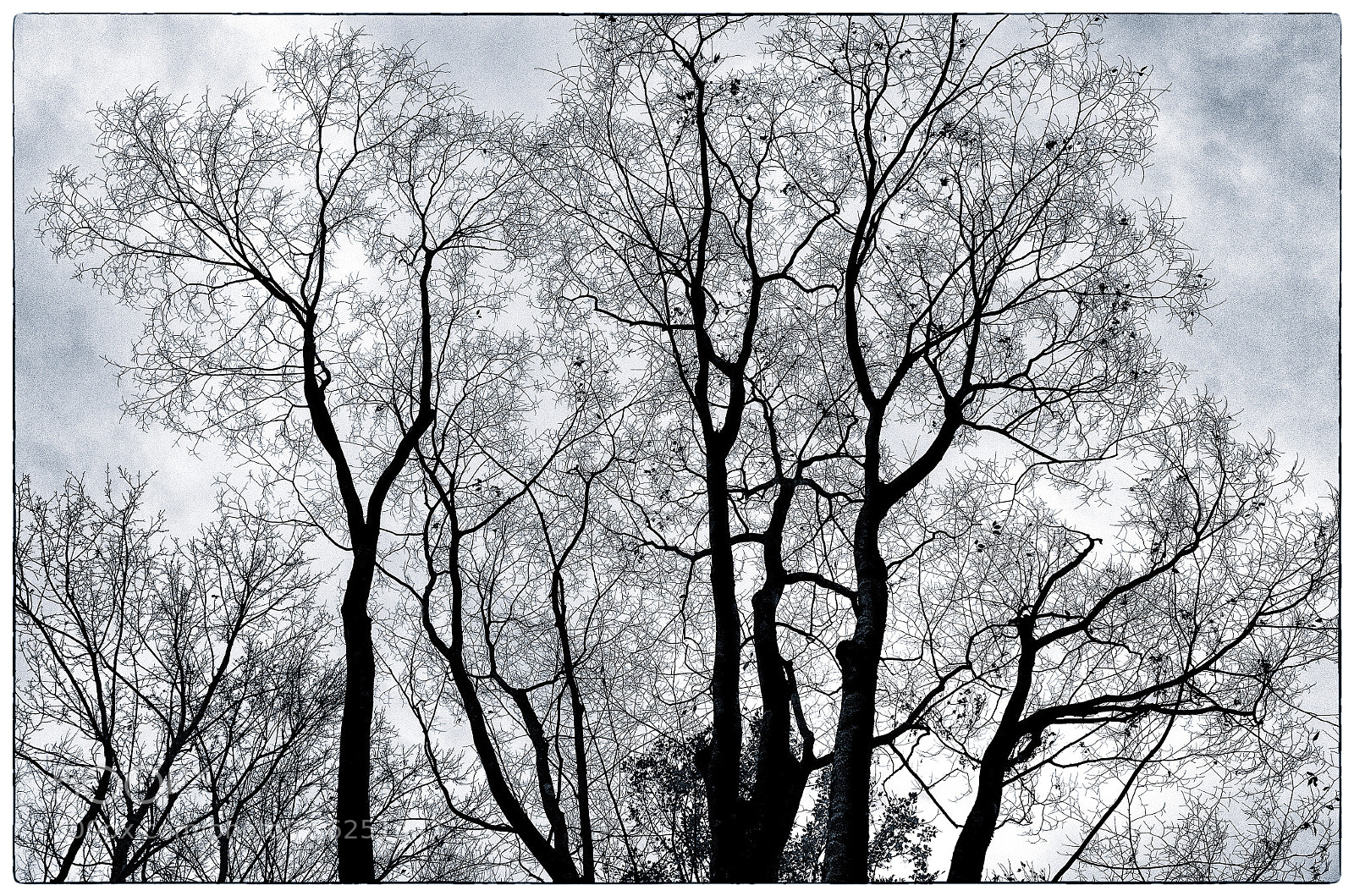 Ricoh GR sample photo. Spread in the sky photography