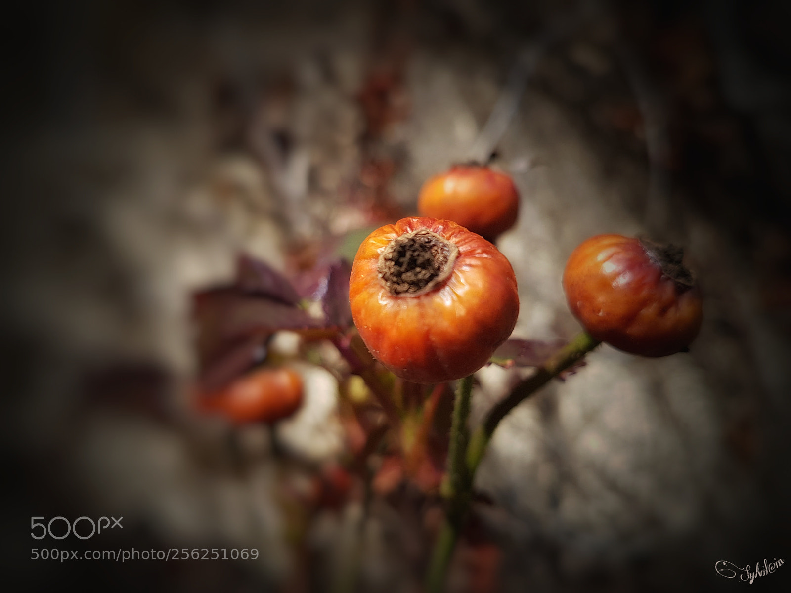 Samsung Galaxy S7 Edge sample photo. Graine de rose photography
