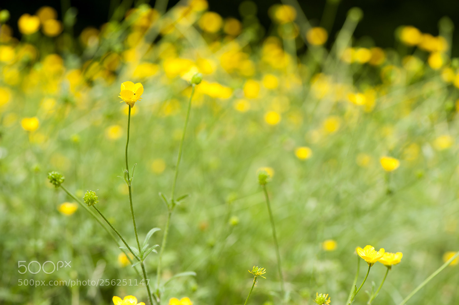 Nikon D700 sample photo. Yel photography