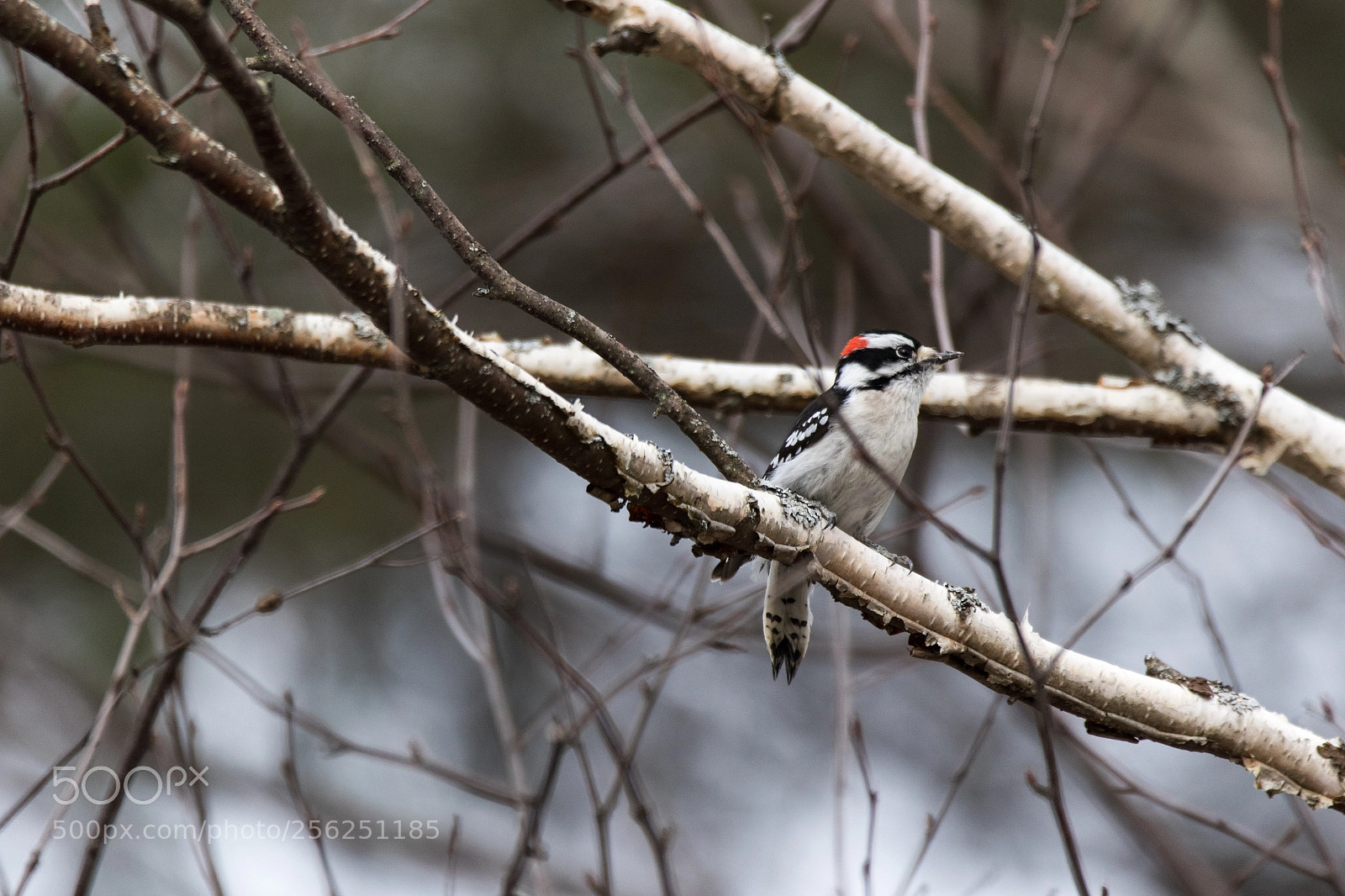 Canon EOS 7D Mark II sample photo. Spring pecker photography