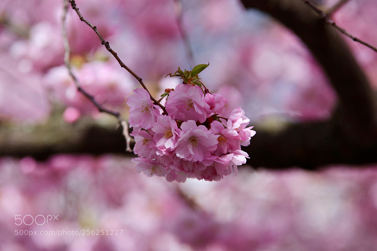Canon EOS 6D sample photo. Awesome spring flowers  photography