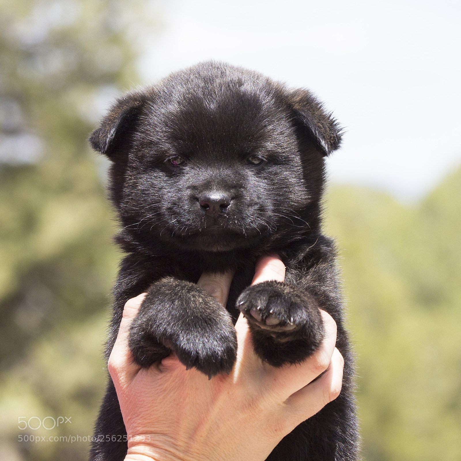 Canon EOS 60D sample photo. Garou-rika-litter2_week-6_female-pup1 photography