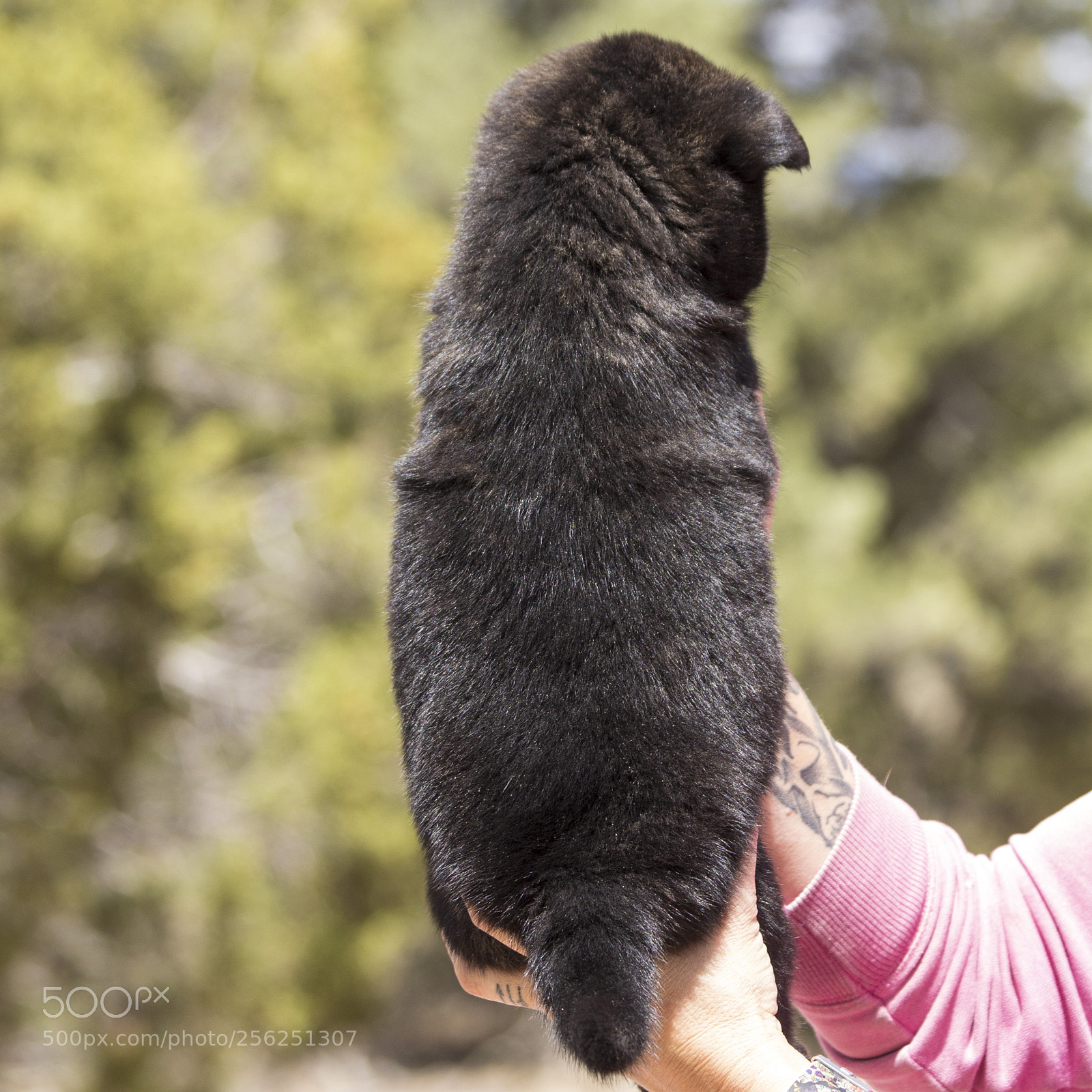 Canon EOS 60D sample photo. Garou-rika-litter2_week-6_female-pup2 photography