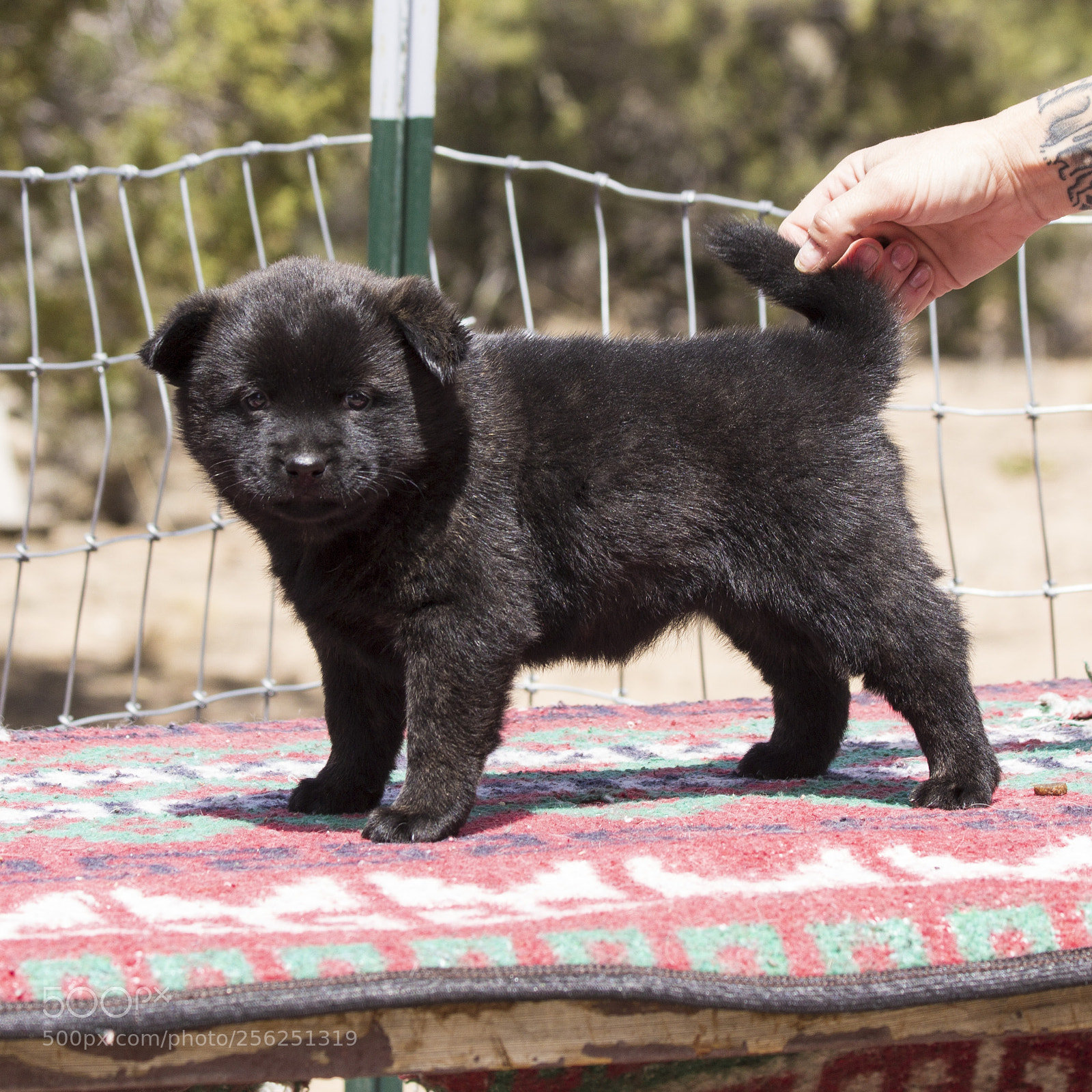 Canon EOS 60D sample photo. Garou-rika-litter2_week-6_female-pup3 photography