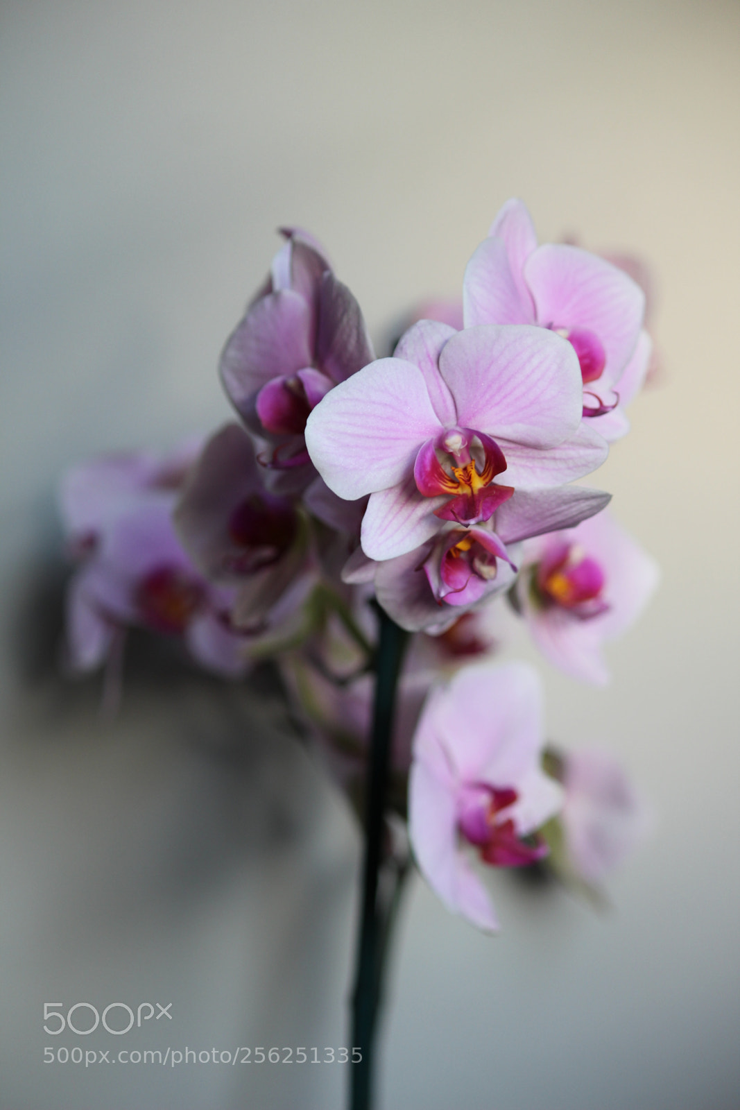Canon EF-S 55-250mm F4-5.6 IS II sample photo. Untitled photography