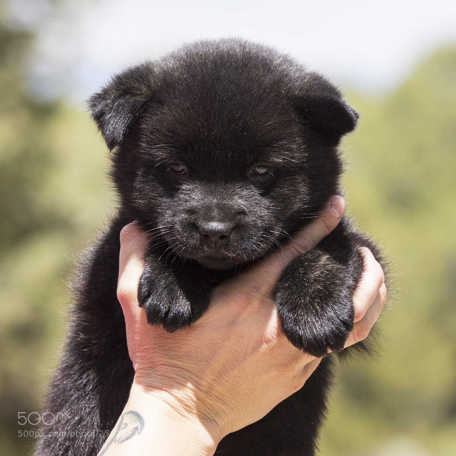 Canon EOS 60D sample photo. Garou-rika-litter2_week-6_male-pup1 photography