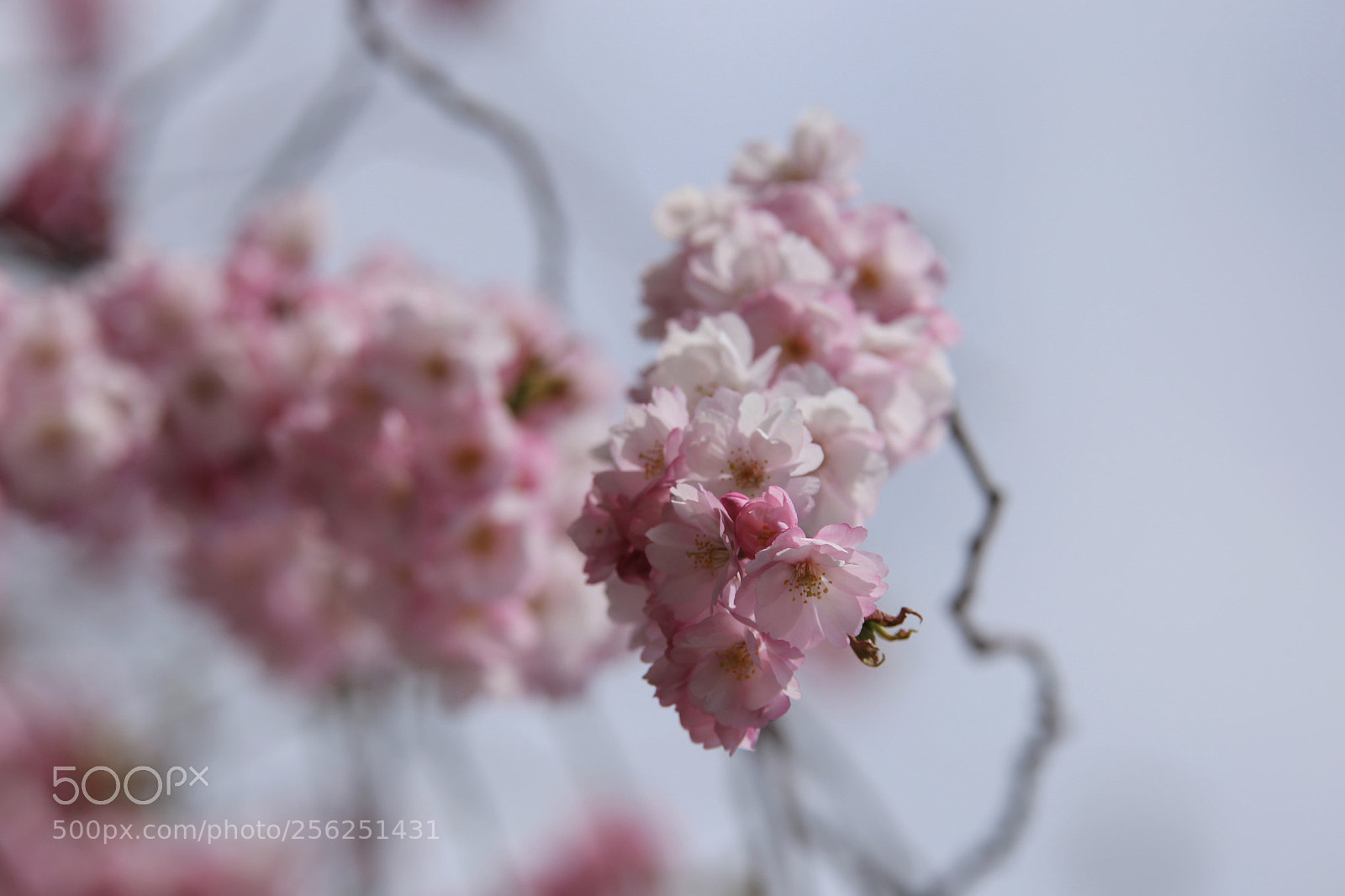 Canon EOS 6D sample photo. Untitled photography