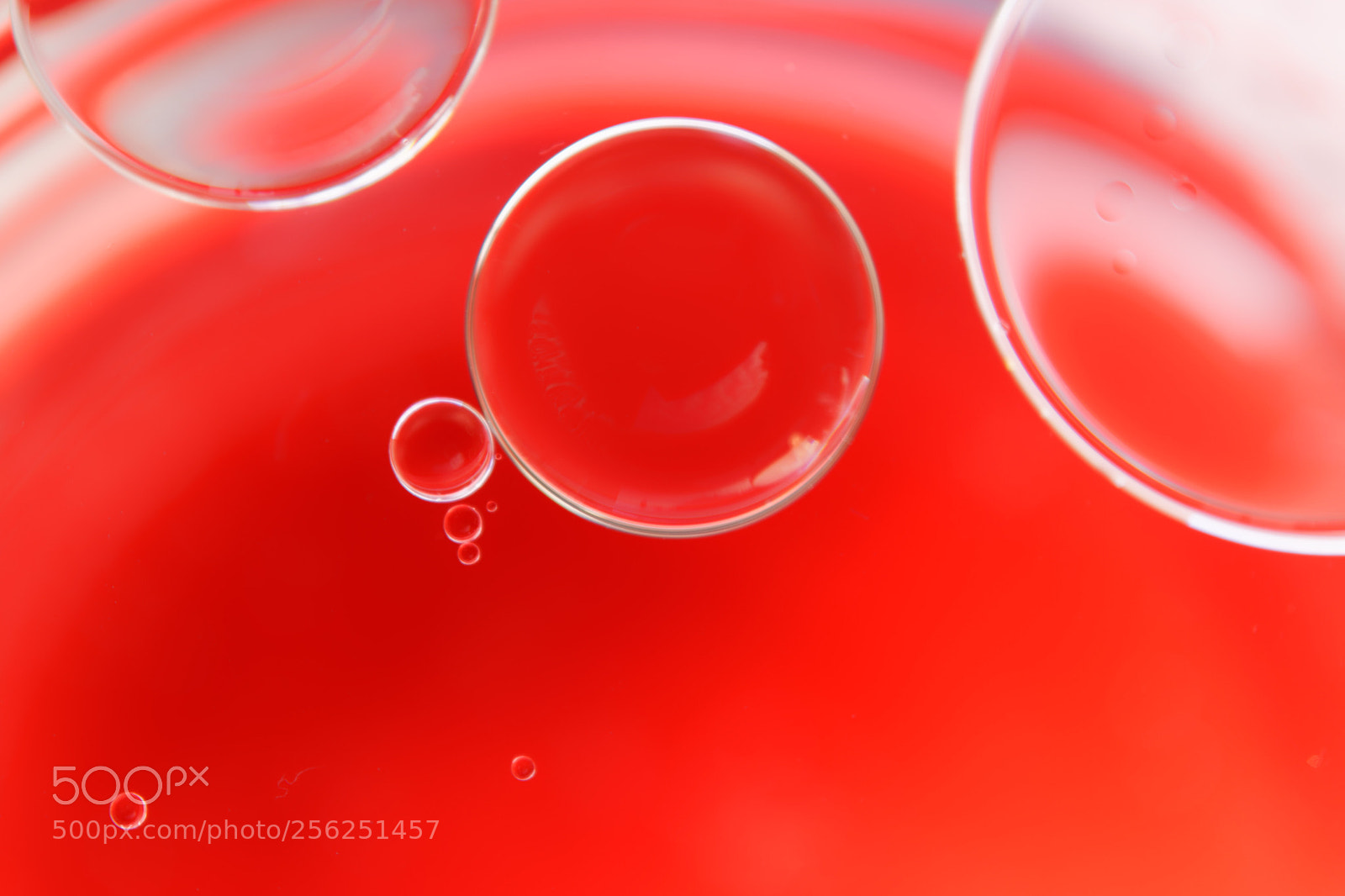 Nikon D3300 sample photo. Red photography
