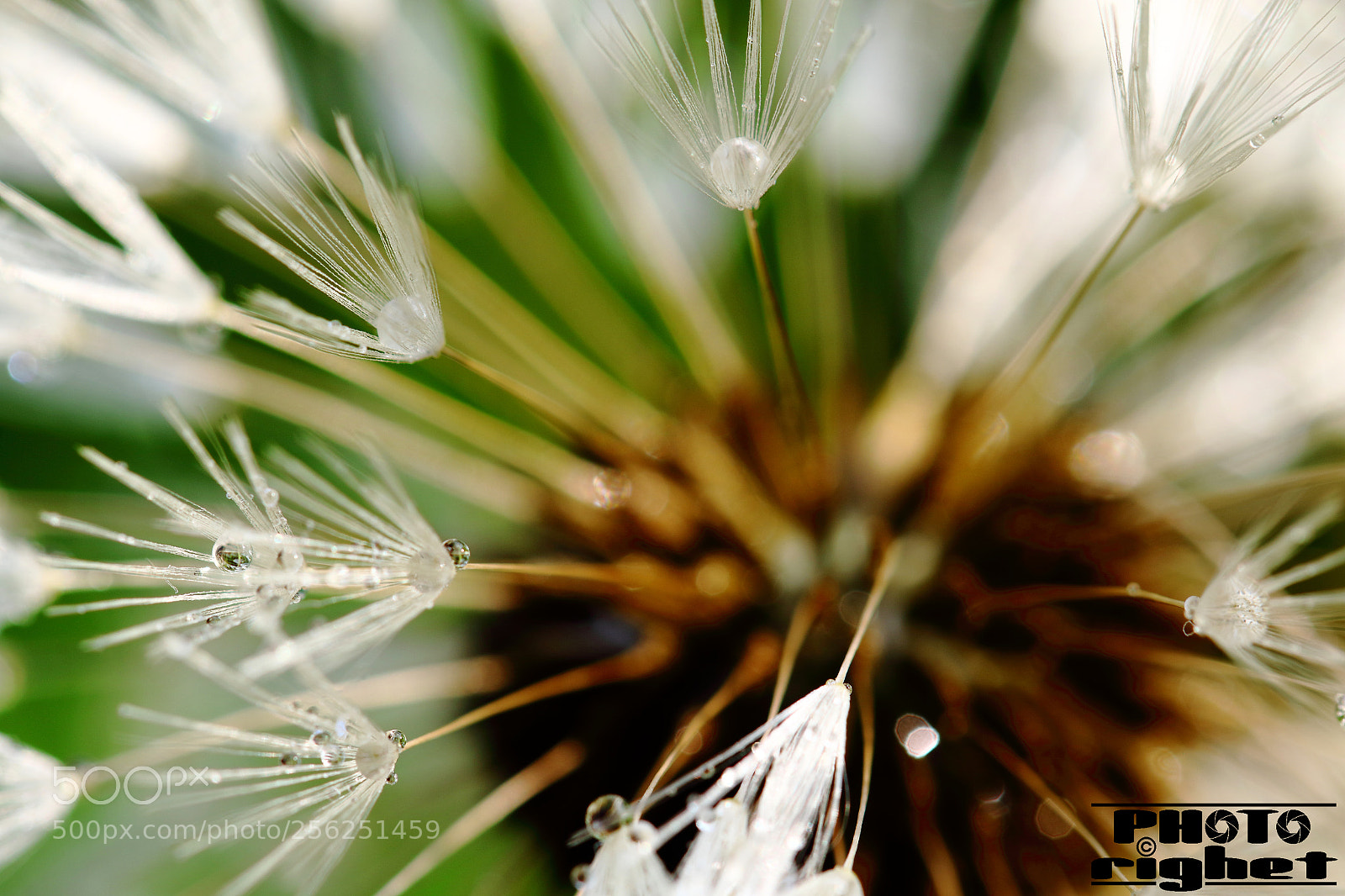 Canon EOS 7D Mark II sample photo. Untitled photography