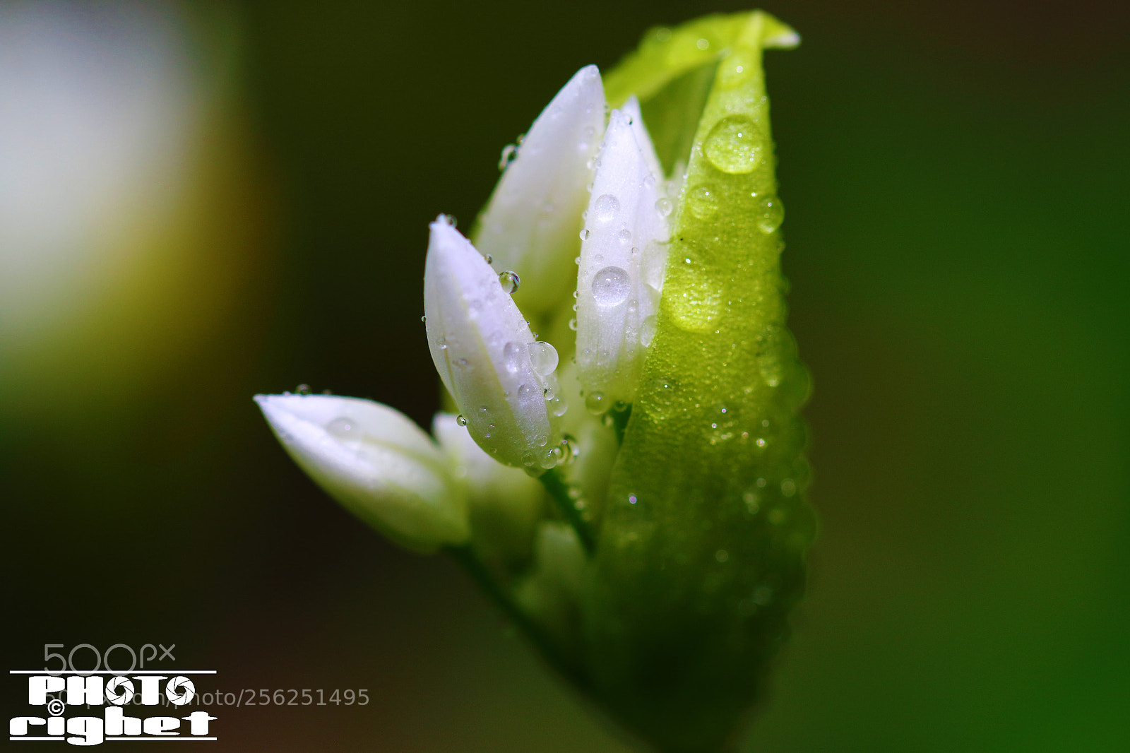 Canon EOS 7D Mark II sample photo. Untitled photography