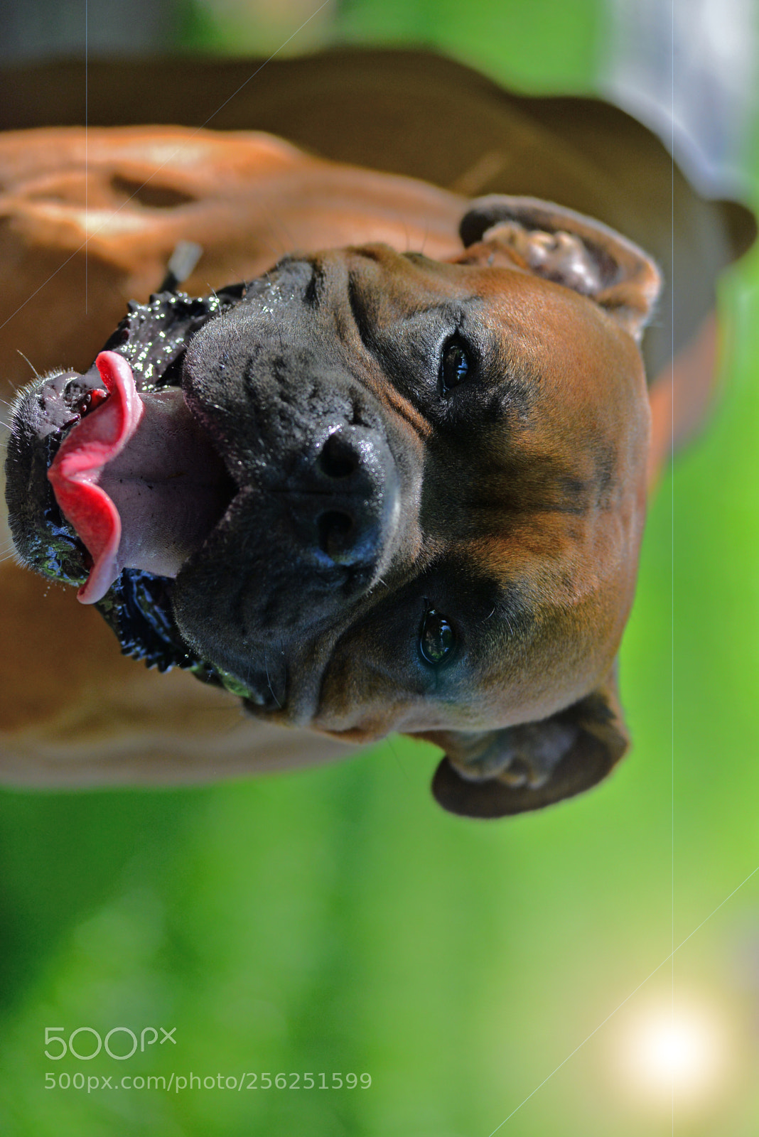 Nikon D610 sample photo. Untitled photography