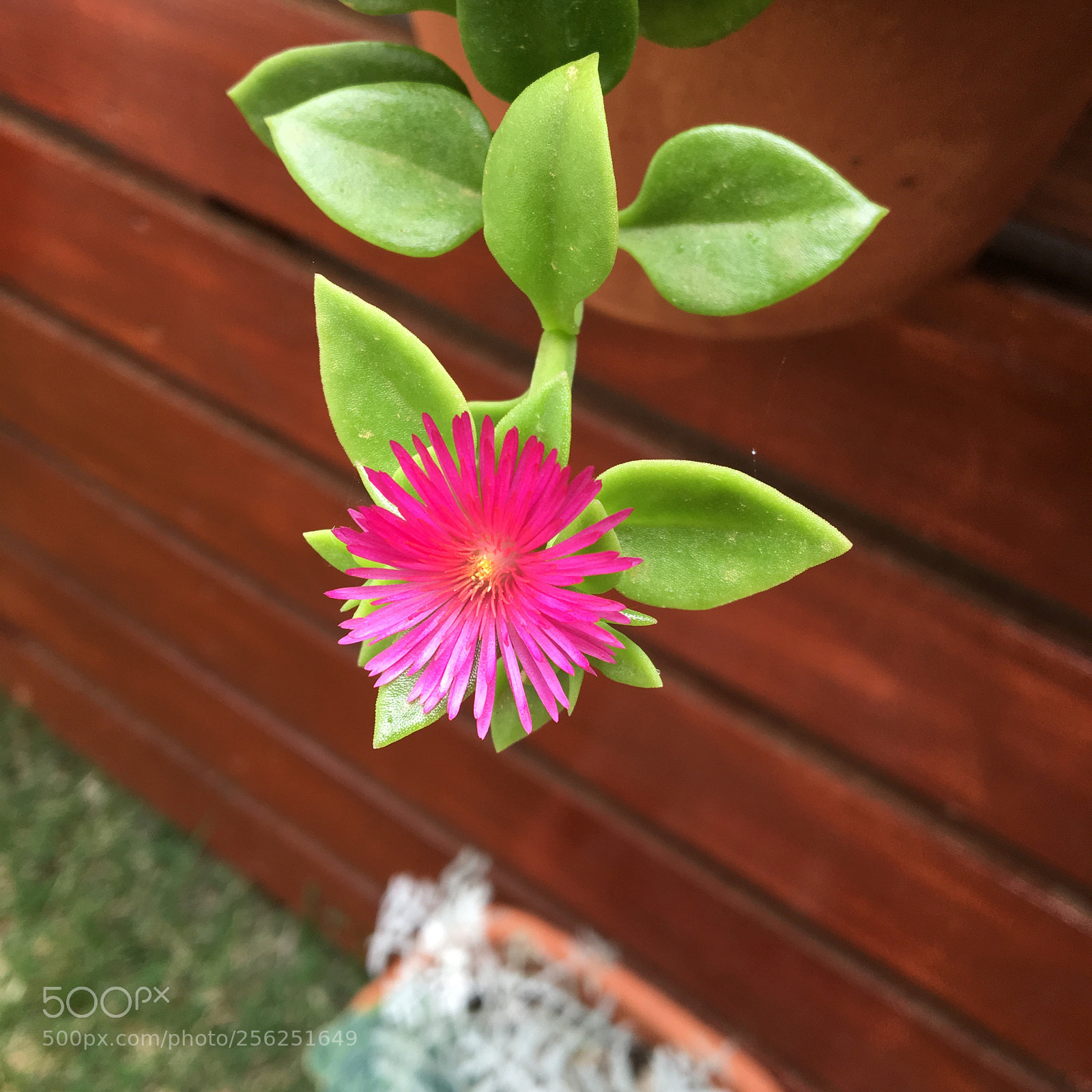 Apple iPhone 6s sample photo. Untitled photography