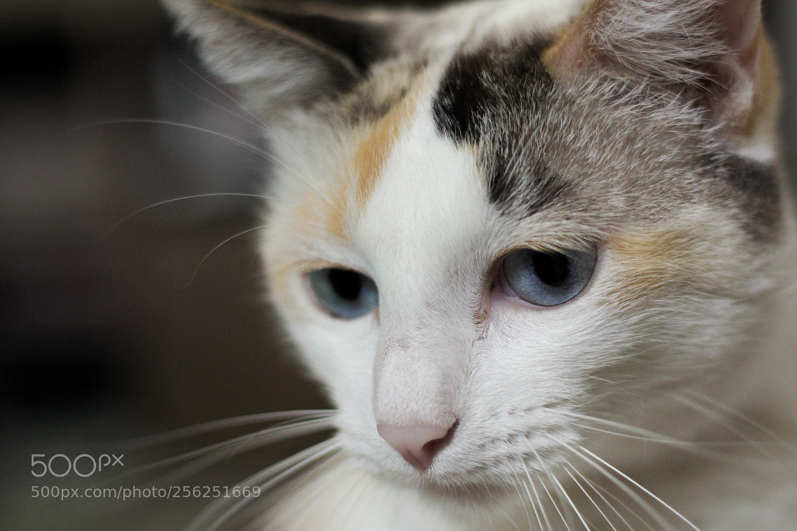 Canon EOS 700D (EOS Rebel T5i / EOS Kiss X7i) sample photo. Modeling for new lenses photography