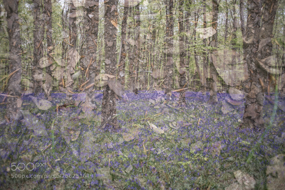 Nikon D800 sample photo. Micheldever woods photography