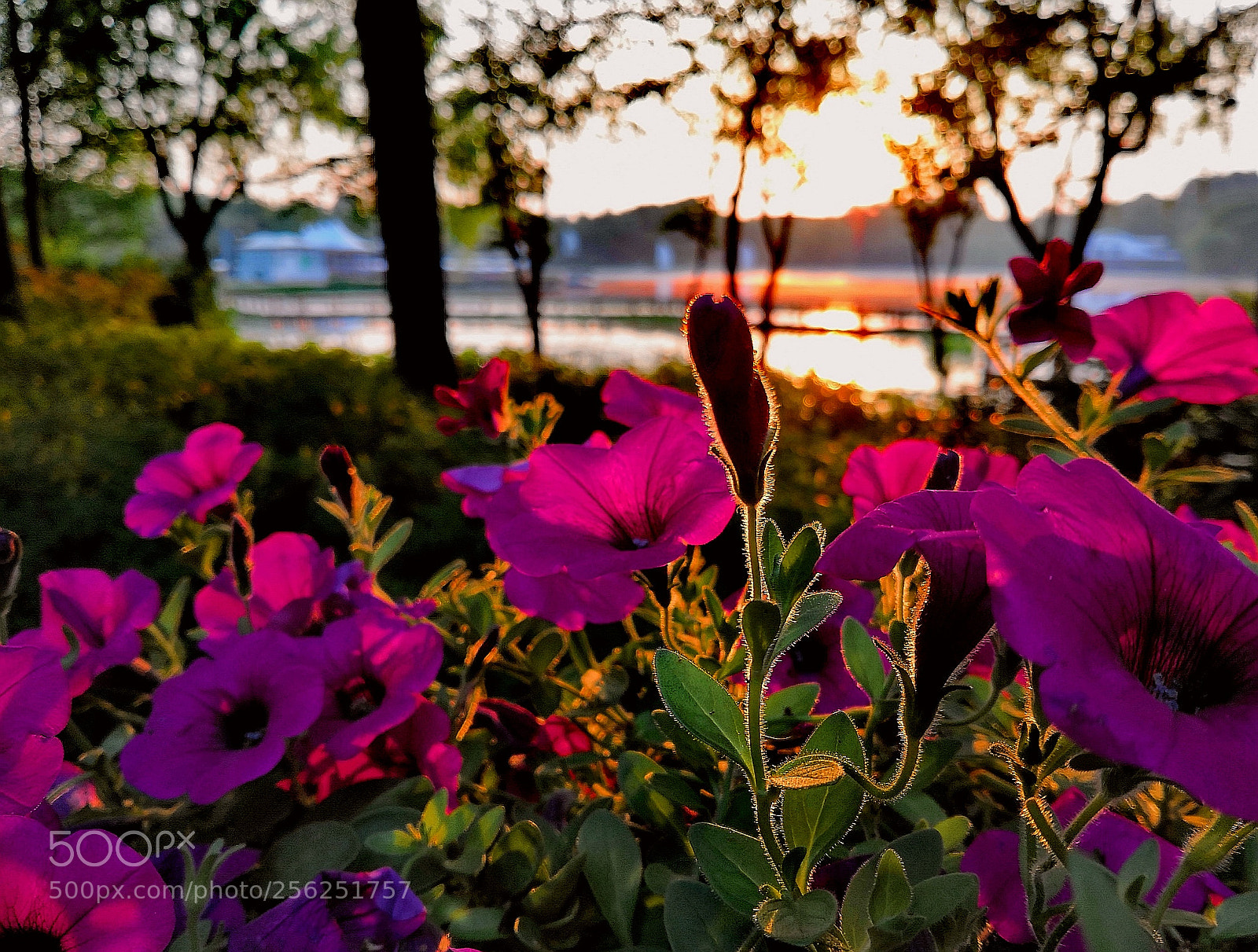 HUAWEI Honor 10 sample photo. Morning…… photography